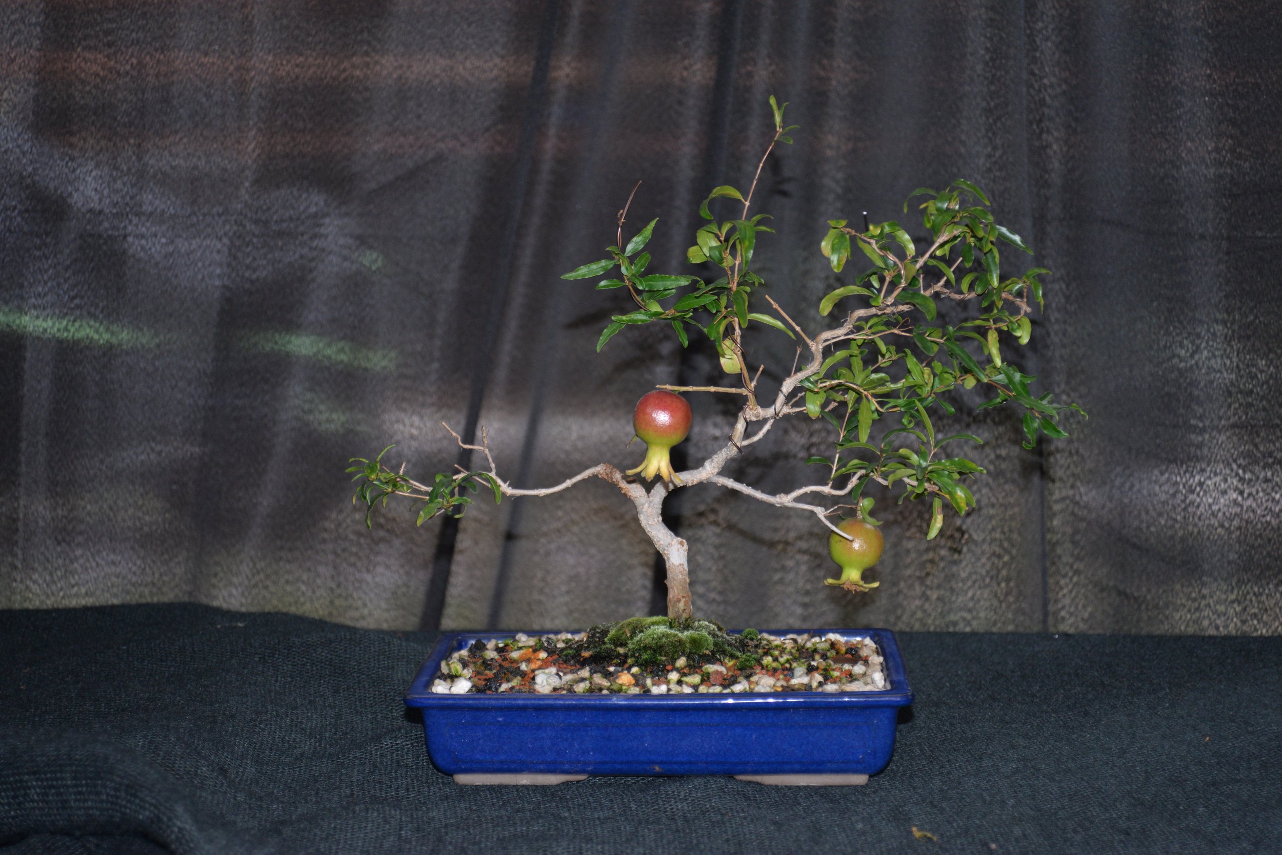 DSC_1048.JPG