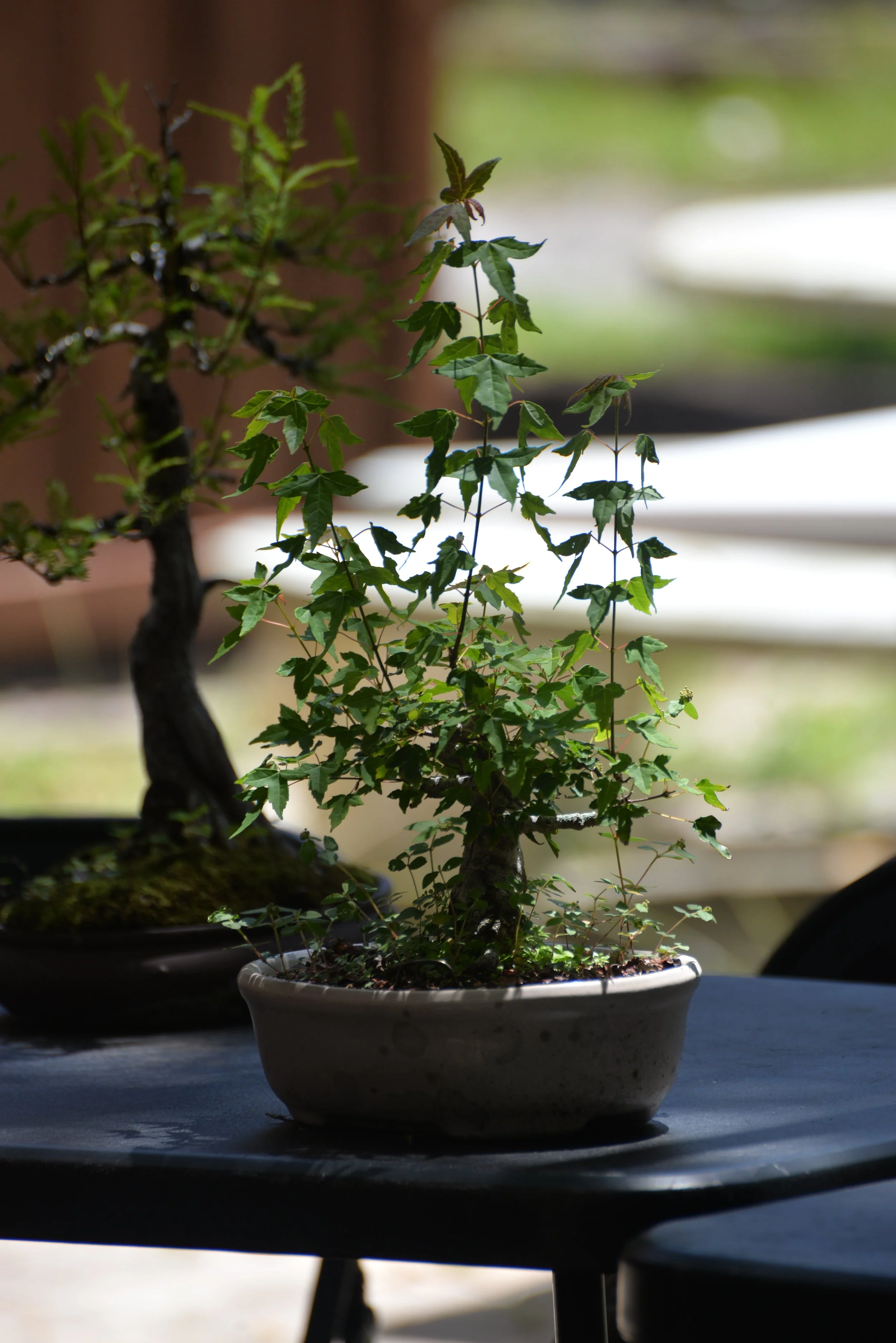 DSC_0778.JPG