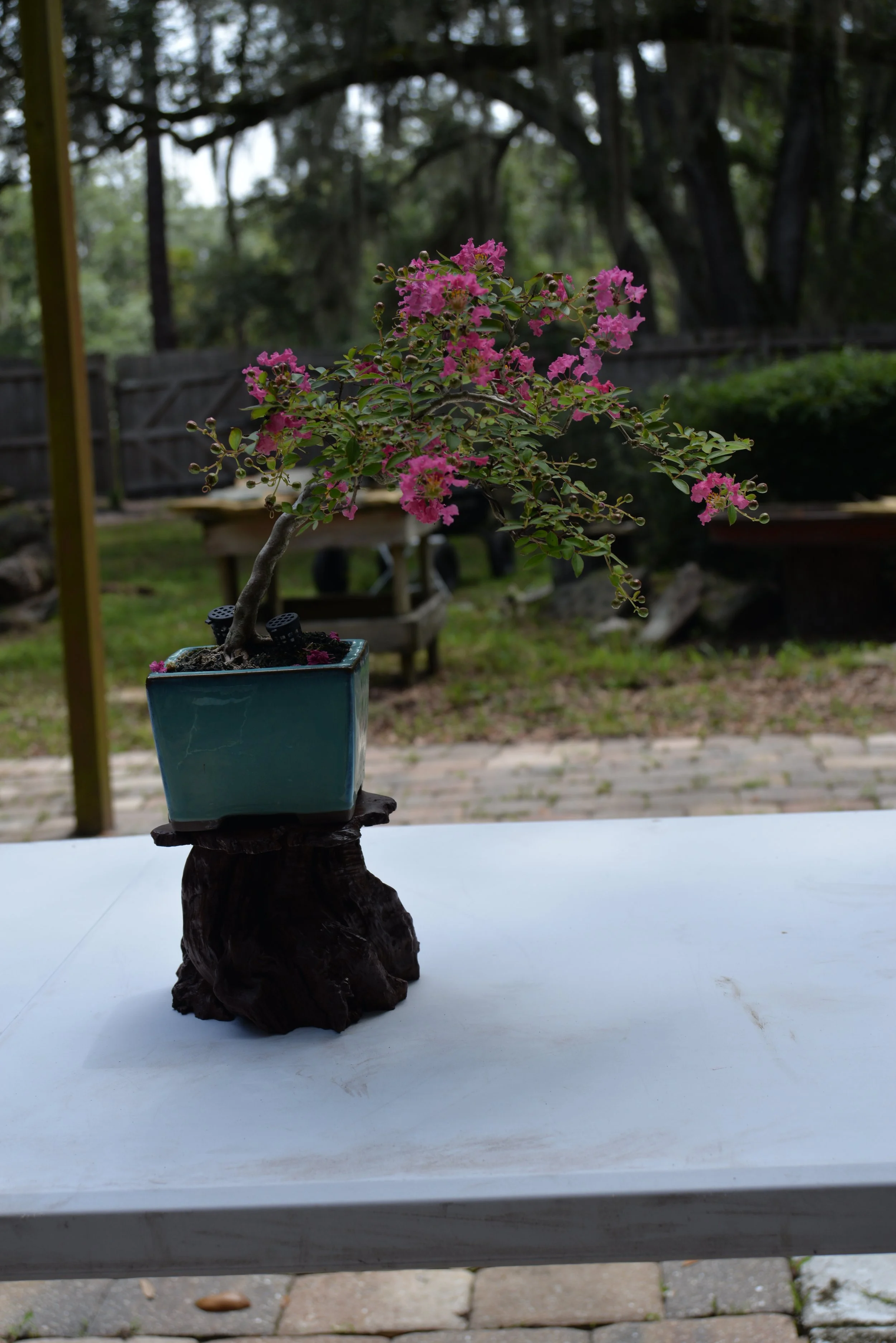 DSC_0902.JPG