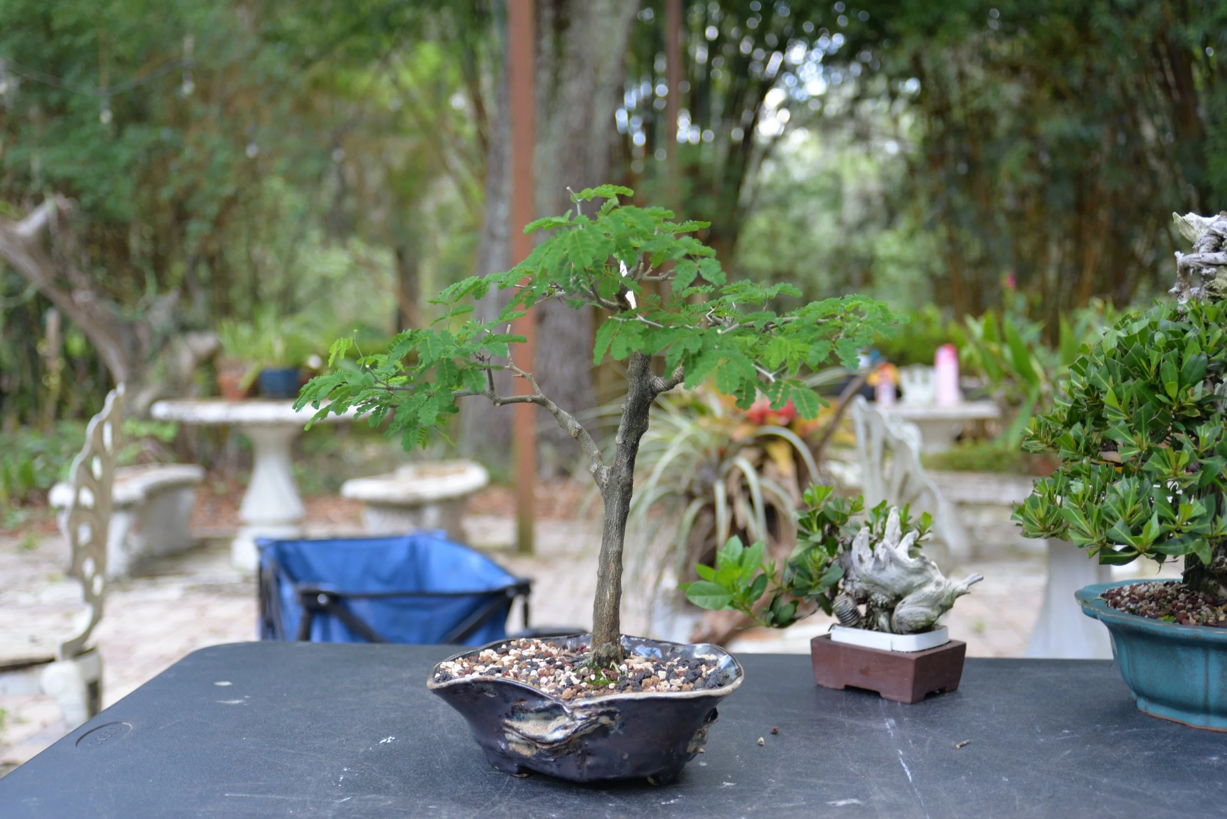 DSC_0699.JPG
