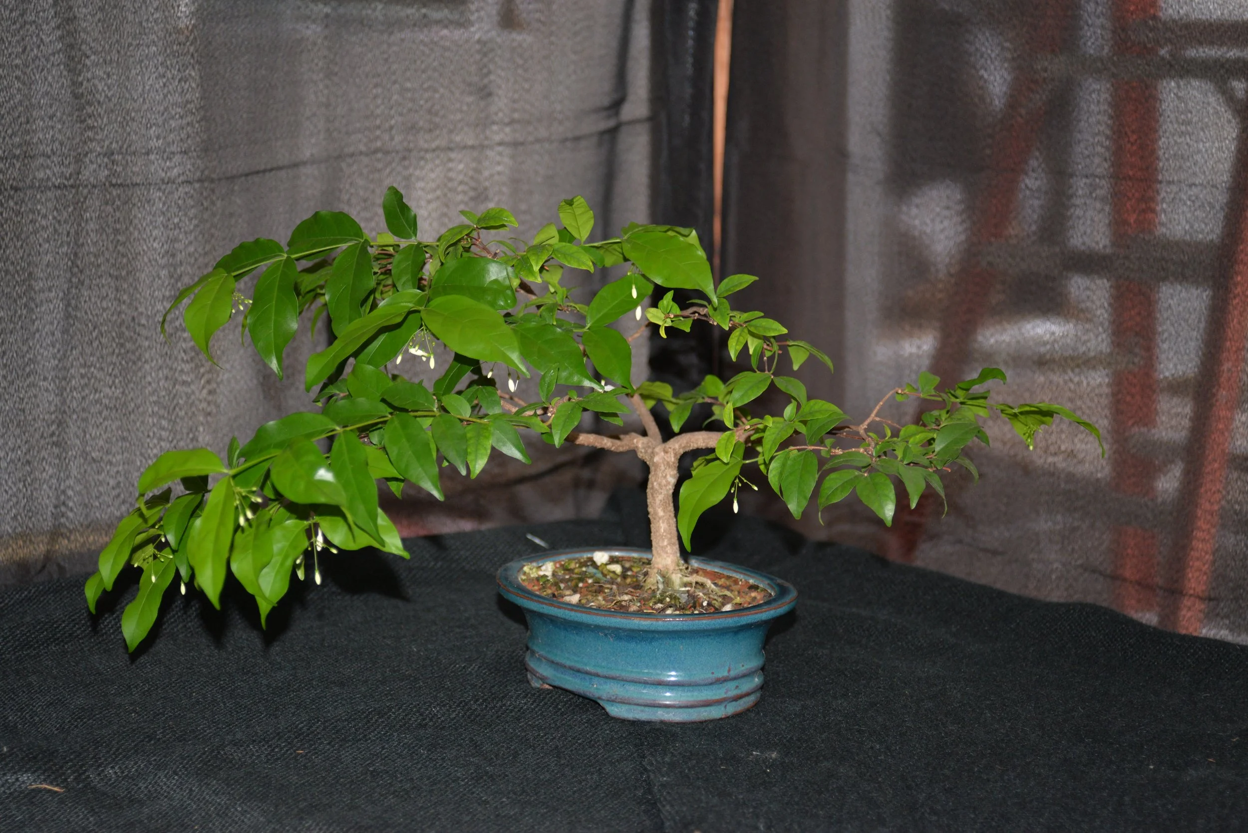 DSC_1047.JPG
