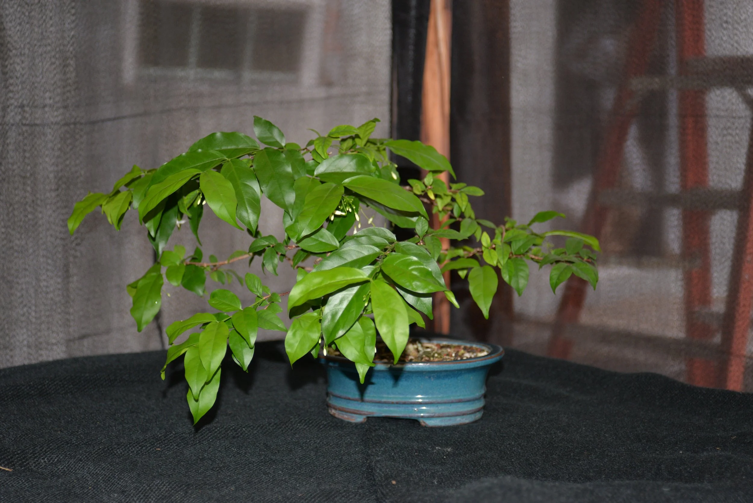 DSC_1046.JPG