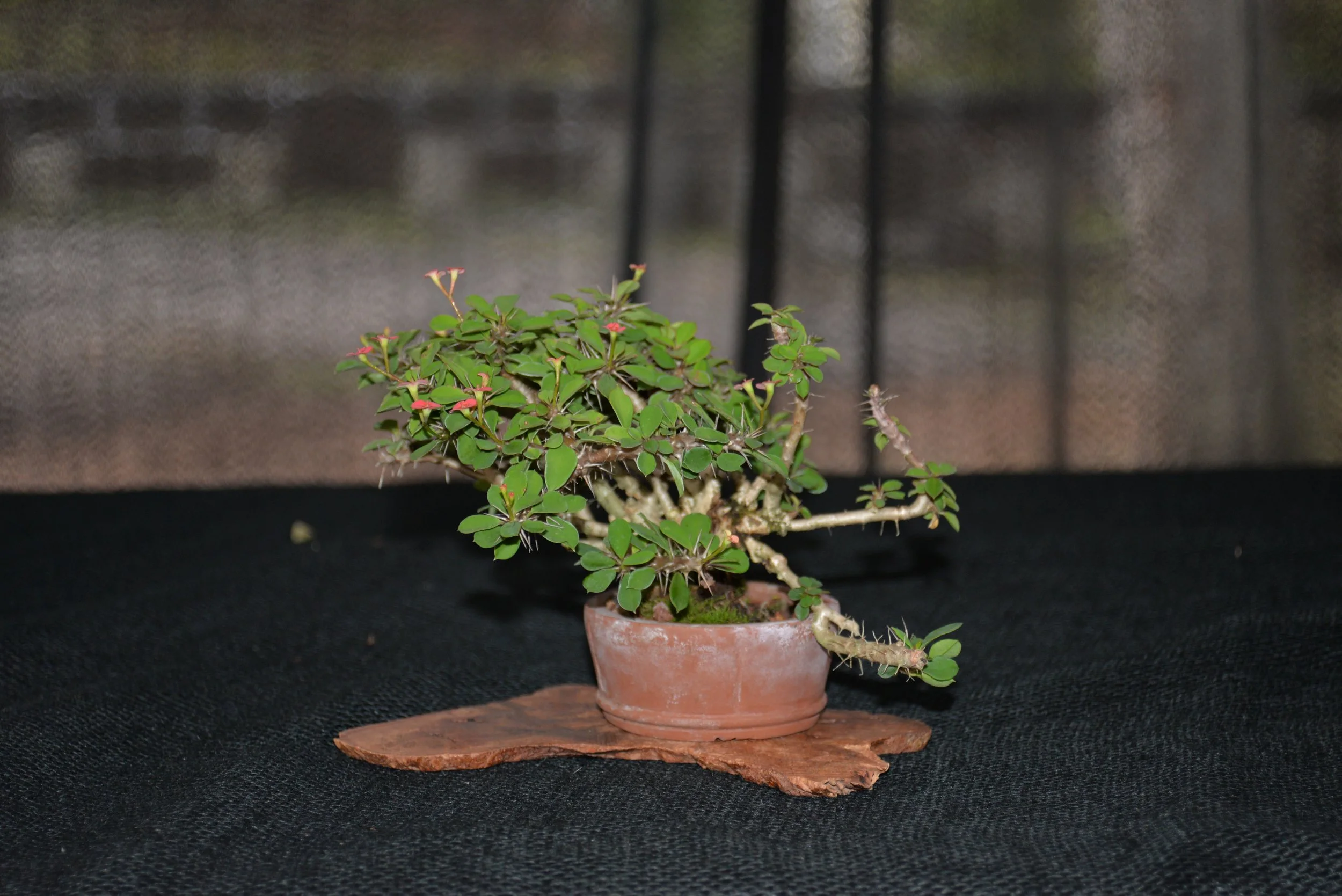 DSC_1031.JPG