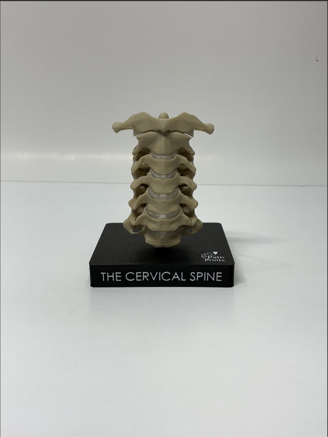 The Cervical Spine