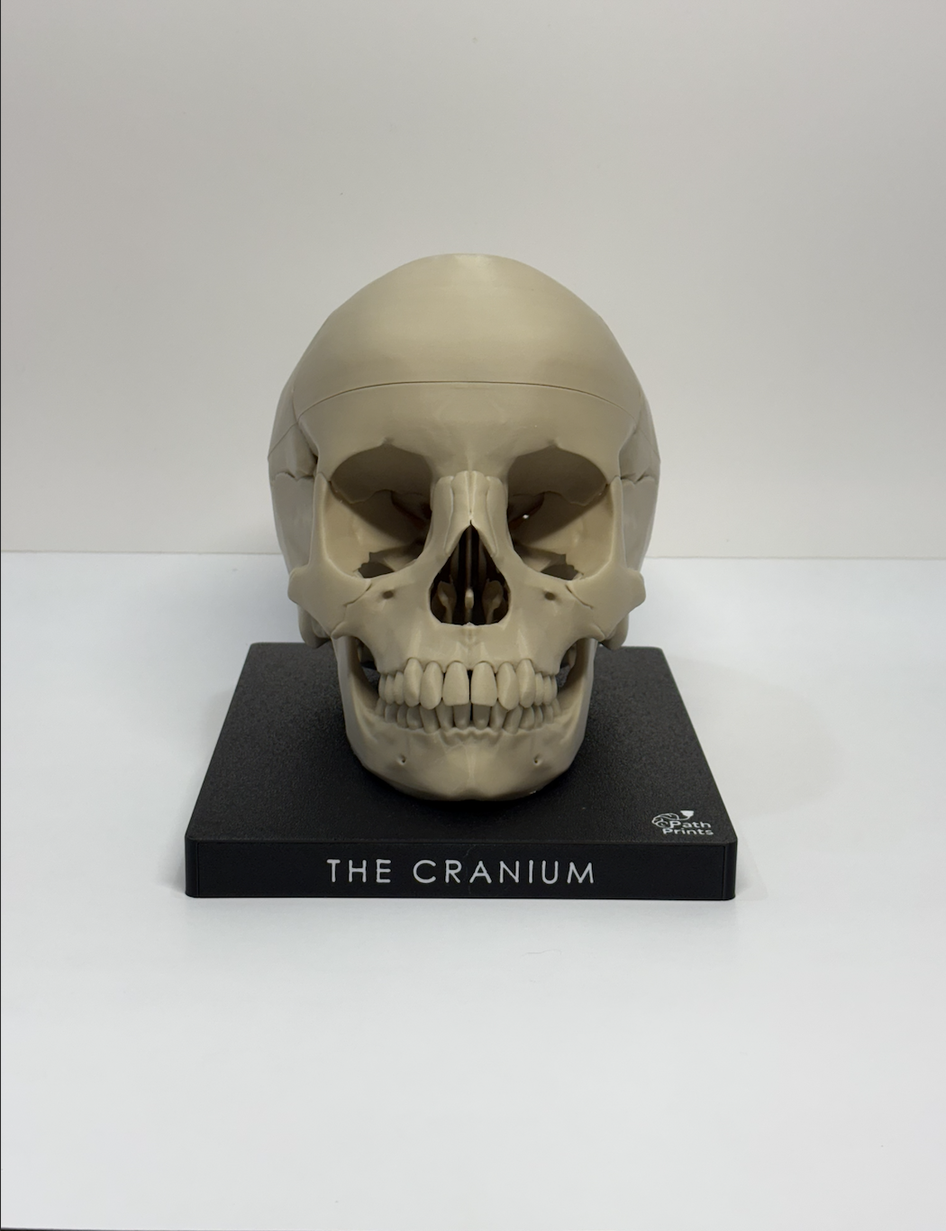 Cranium