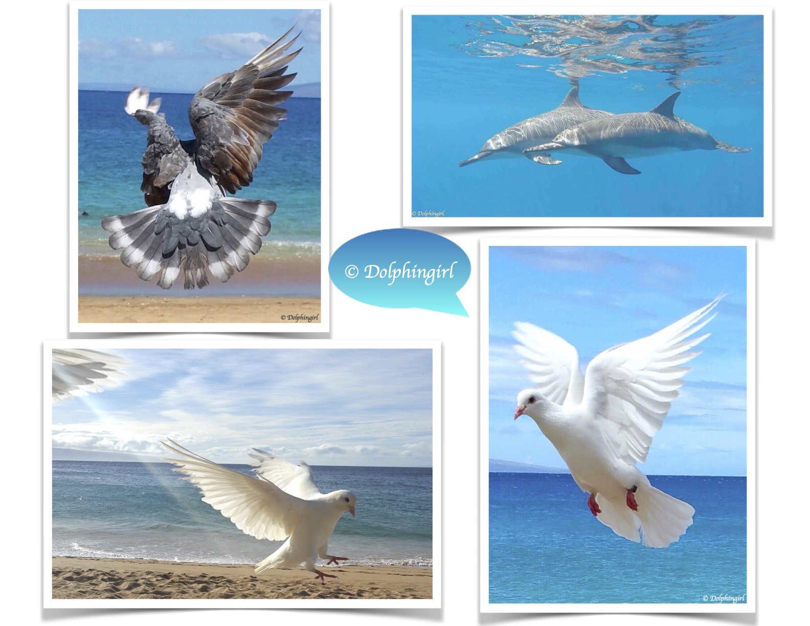 © DolphingirlArtNATURE.jpg (Copy)