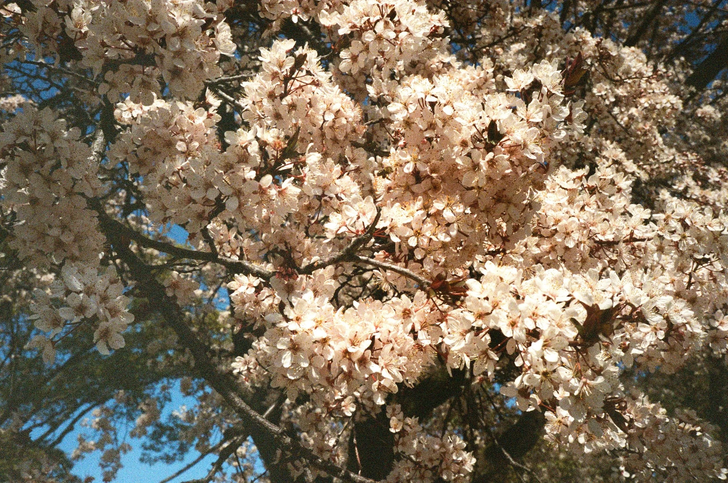 Close-up of cherry blossoms on a tree with a background of blue sky and dark branches.