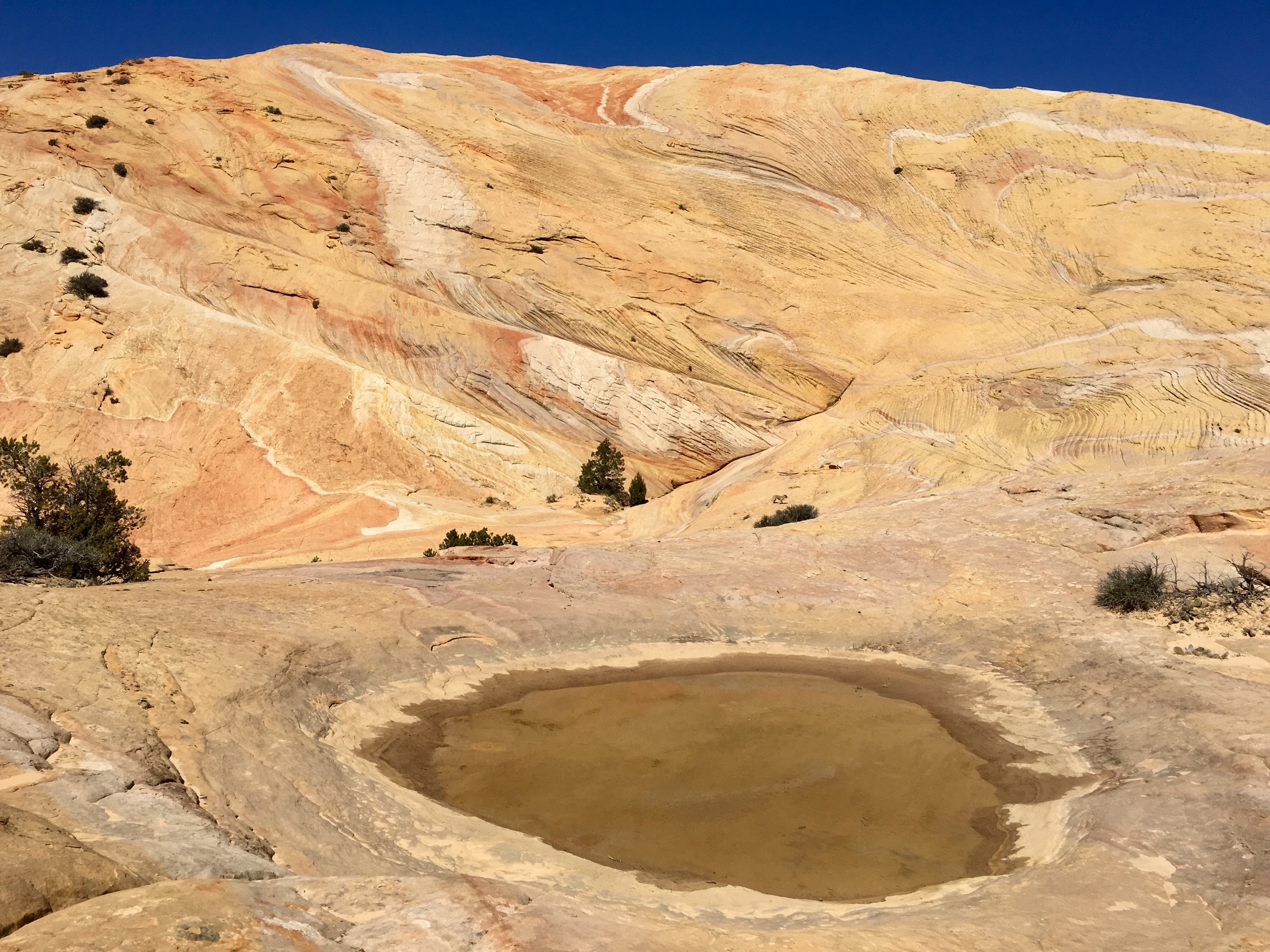 Colorful desert rocks with interesting patterns and a lone puddle ready for growth.
