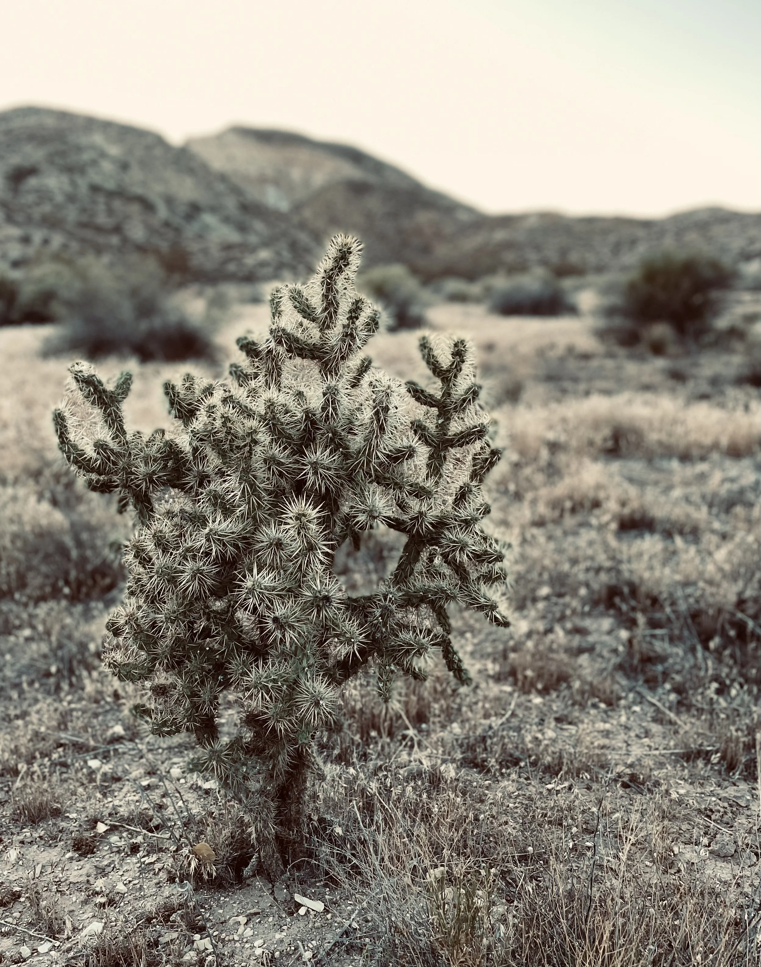 Close up of cacti with thorns of growth as it stands out from the background.