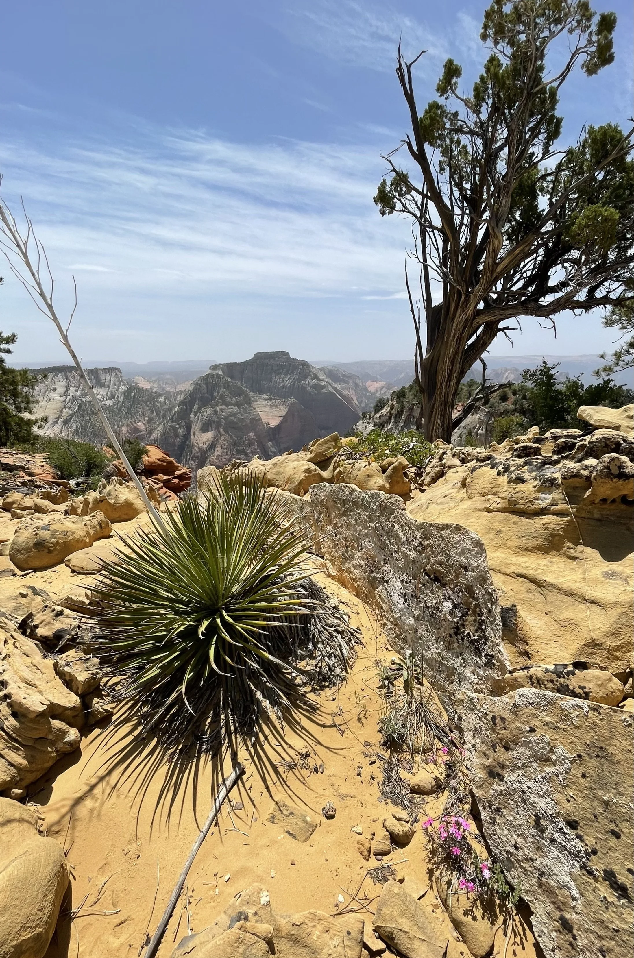 Expansive view point with contrasts of different living creatures through spiky cacti and soft flowers.