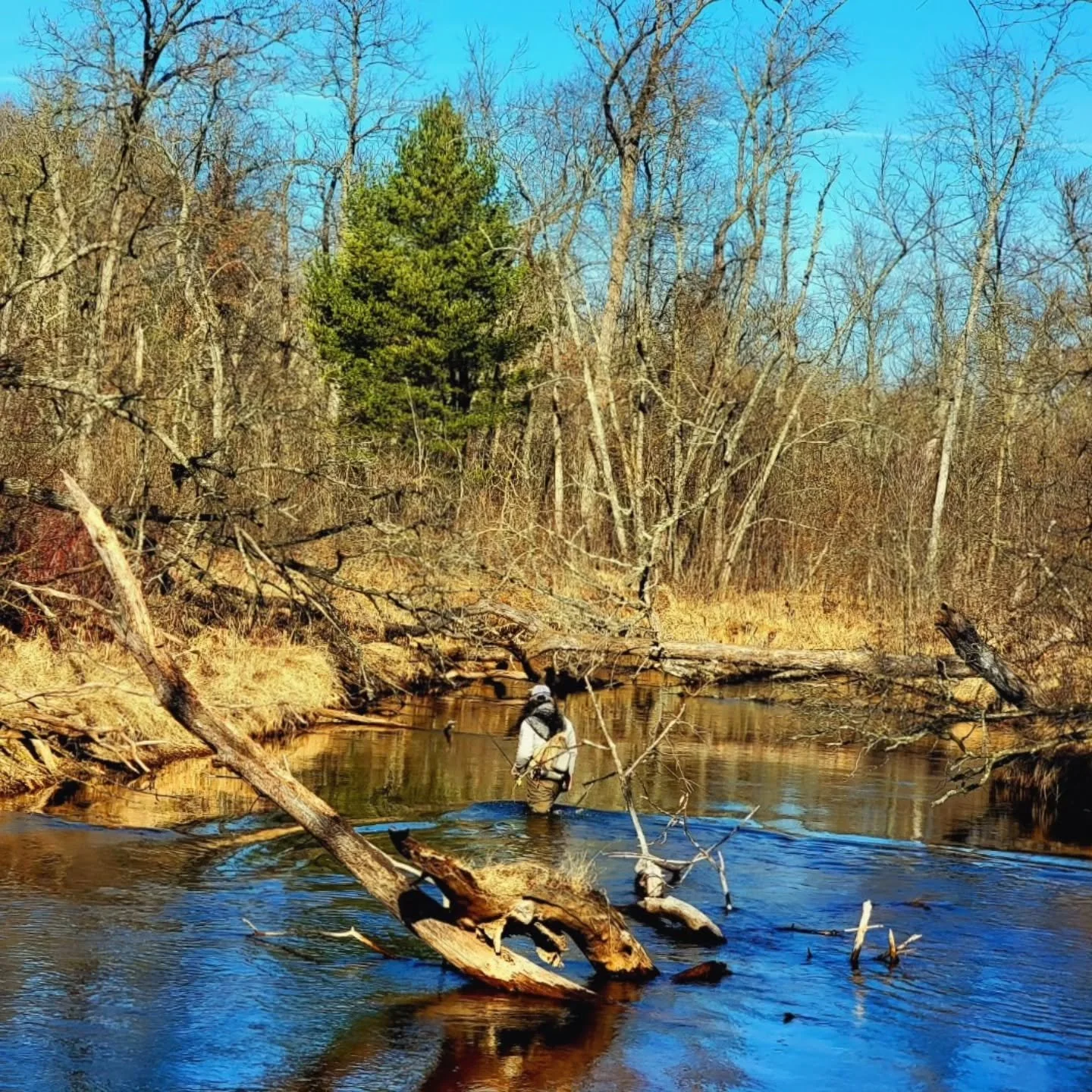 Wood is good, but not all equal.

The timber in back is above the bank and provides no substrate for invertebrates or much cover for fish.

The log jam in the foreground is buried into the bed. It could provide complex seams and an ambush point at th