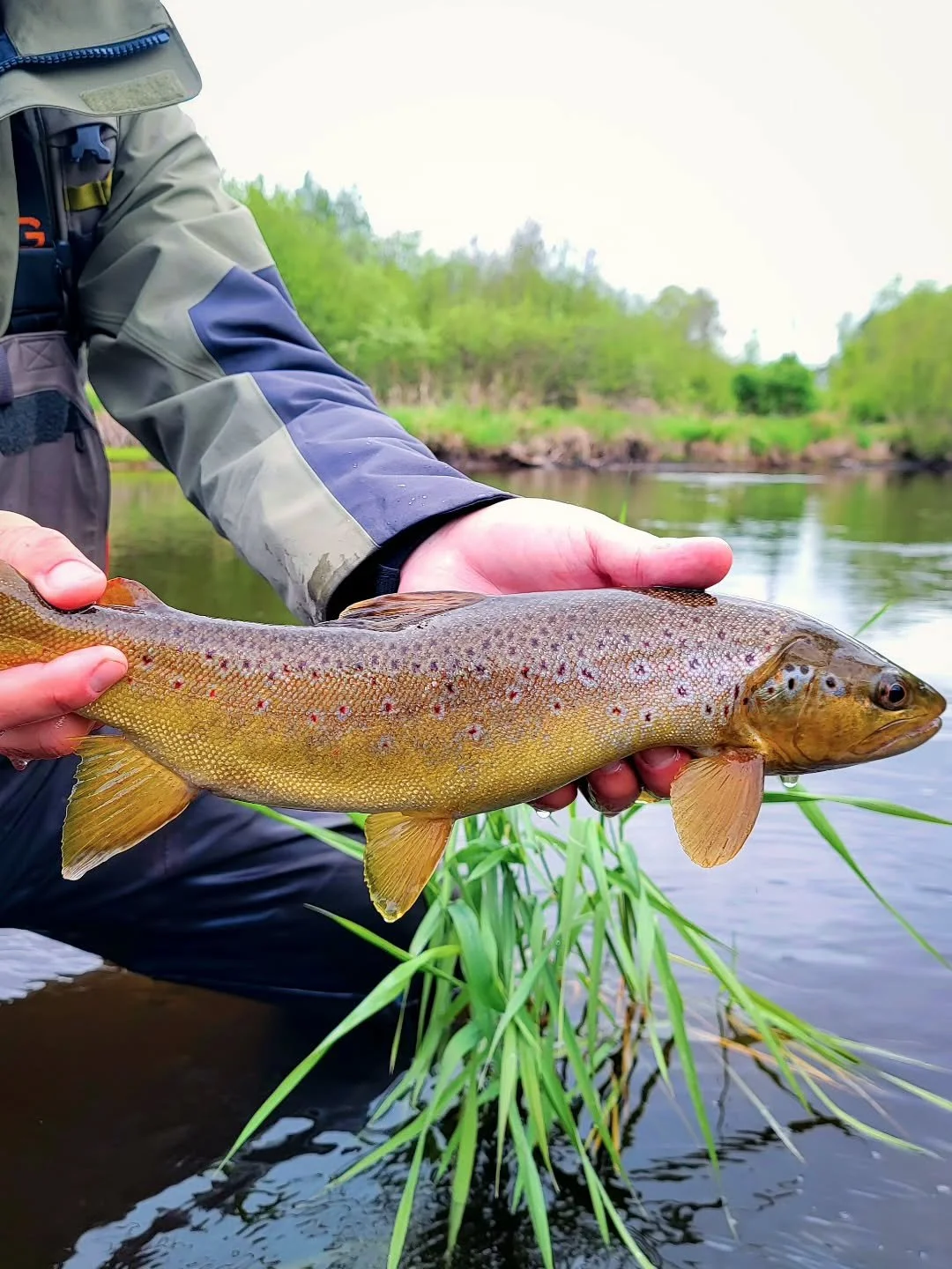 Why cutbank? For trout, the cutbank provides respite from sun and predators, a launch point for ambush, and a refreshing source of groundwater in the heat of summer. It&rsquo;s a refutal of what the best LUNKER or bankcover could never provide or rep