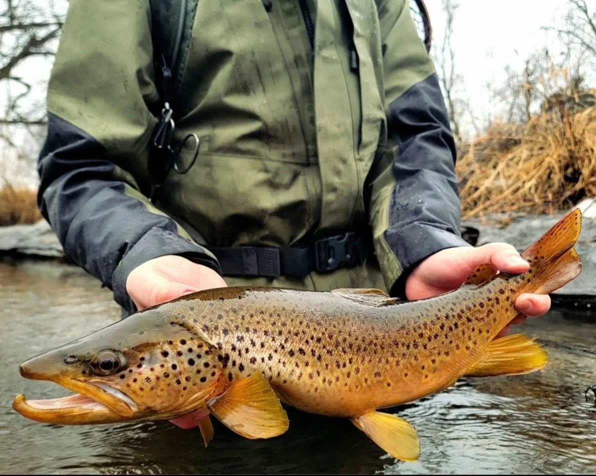 Fat+Trout+5.jpg