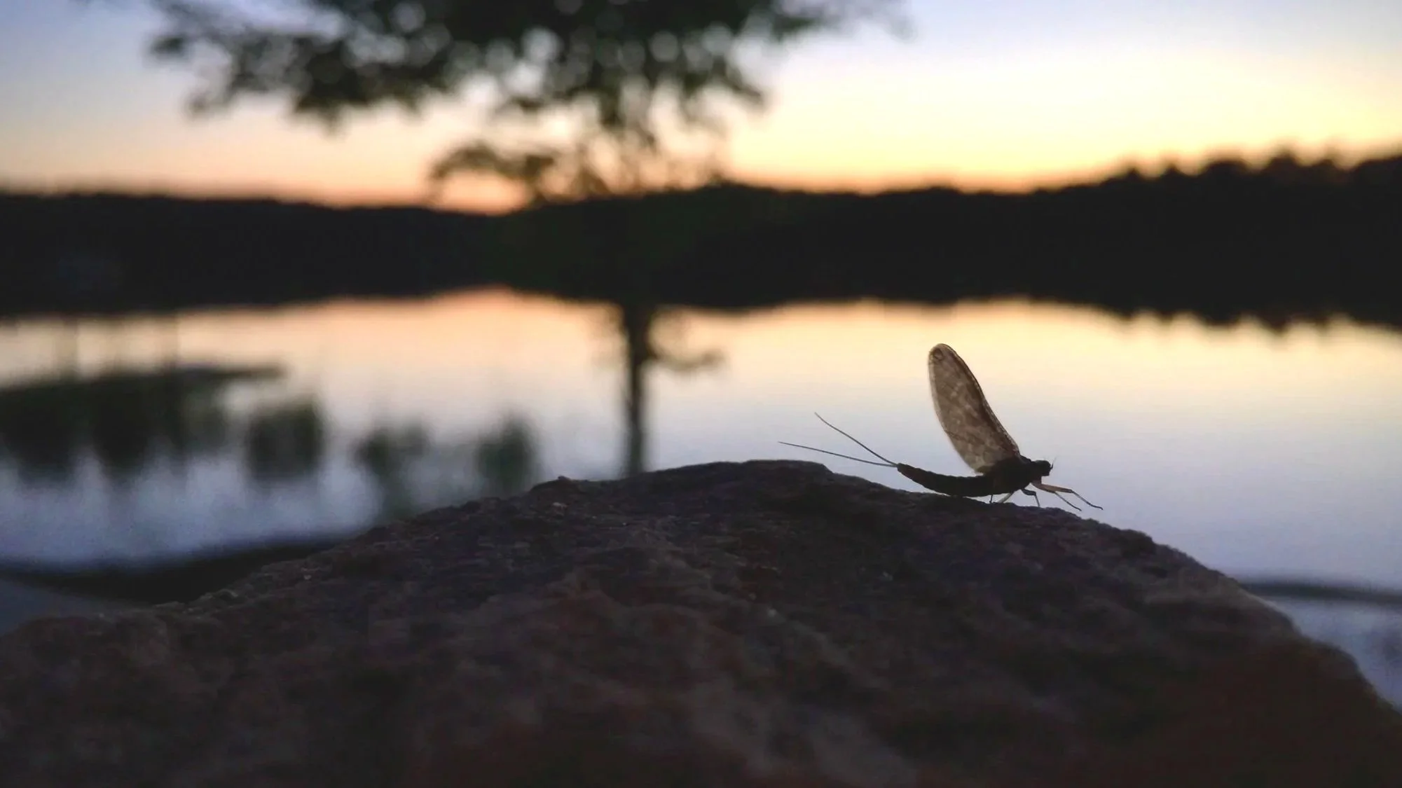 mayfly.jpg