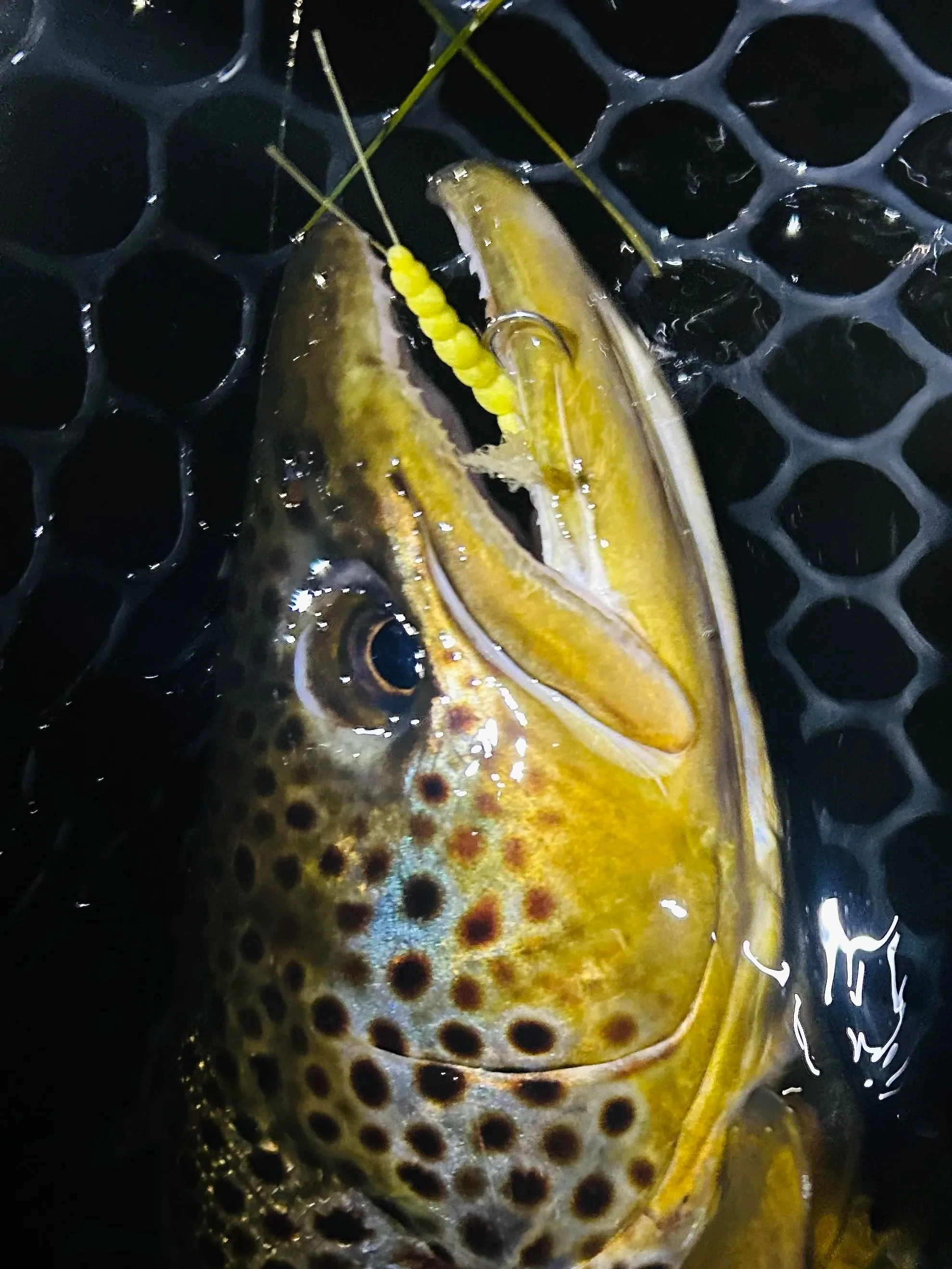 hexspinner7.jpg