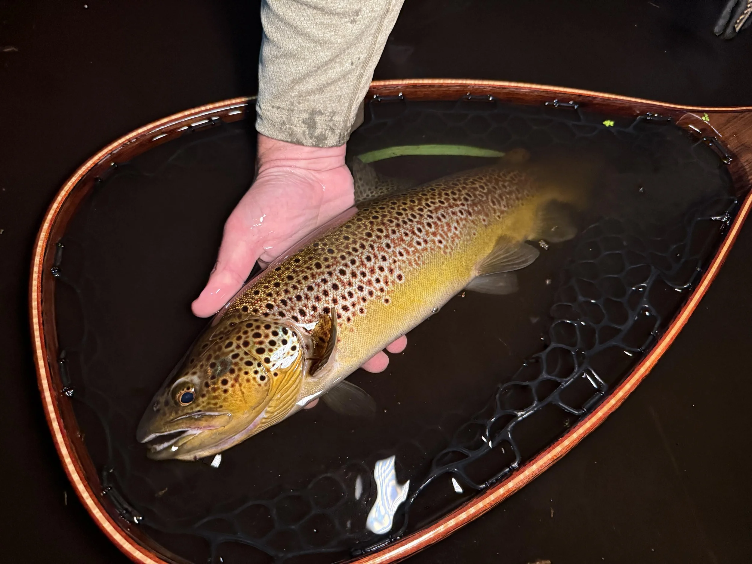 troutinnet.jpg