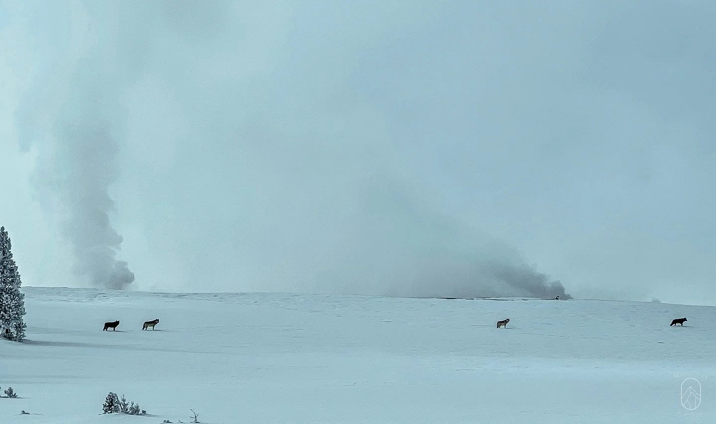 Lost in the whisper of the wind, among wolves and geysers, where the world holds its breath. 🐺 ❄️
&bull;
&bull;
Photo taken: 01/17/2022
&bull;
&bull;
#_boundless_nomad 
#instagram #instagood #instadaily #instalike #beautiful #beauty #happy #love #ph