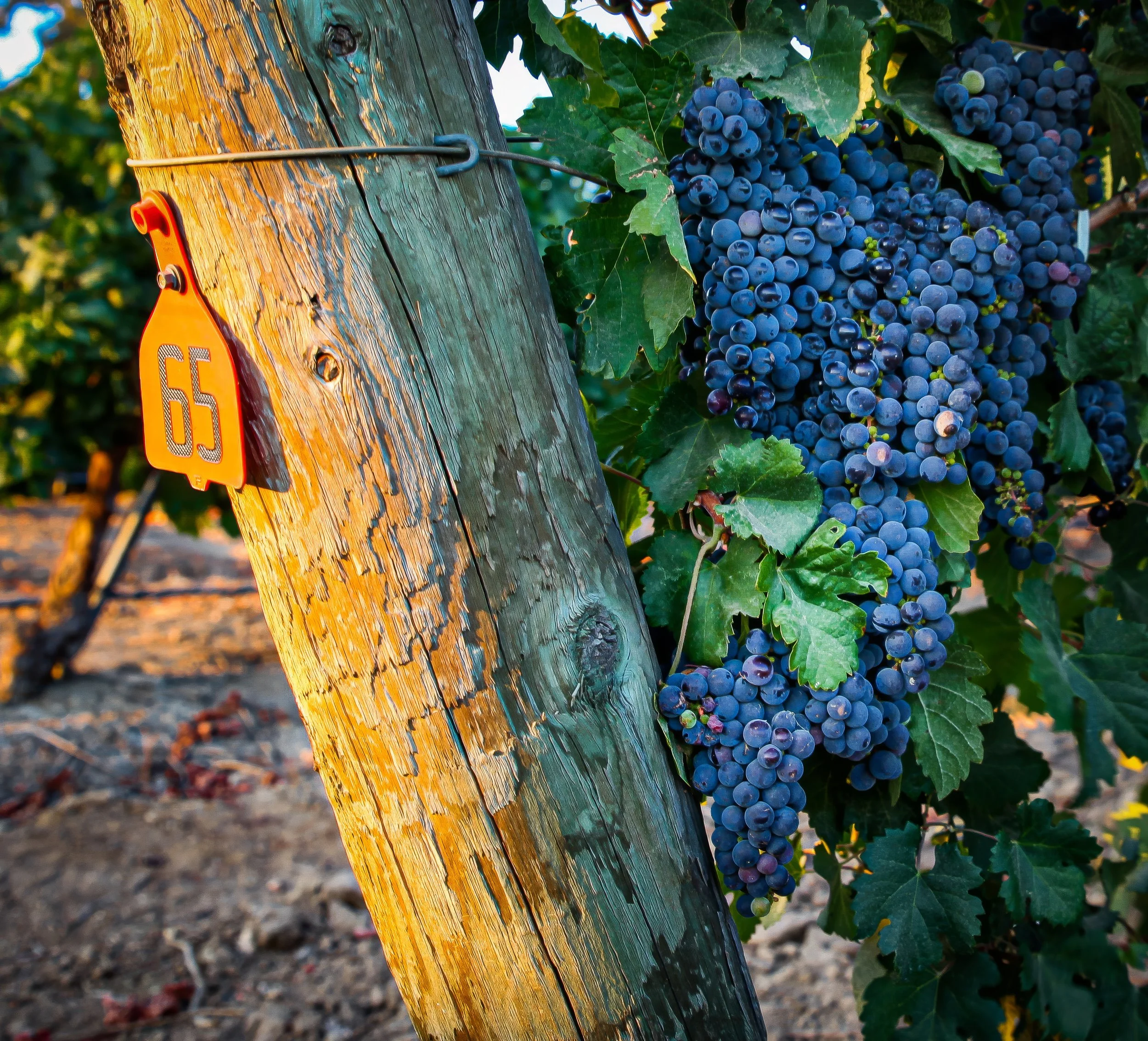 Paso Road Wine - BeautyIMG_5751 - MASTER.jpg