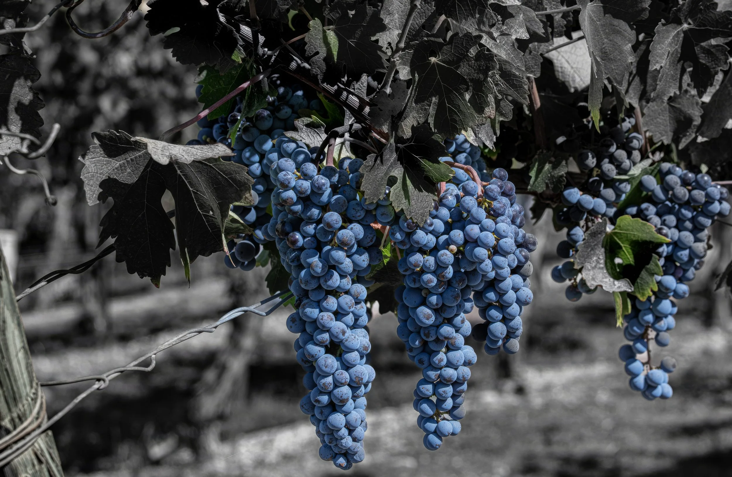Paso Road Wine - Beauty2W3A5070 - MASTER.jpg