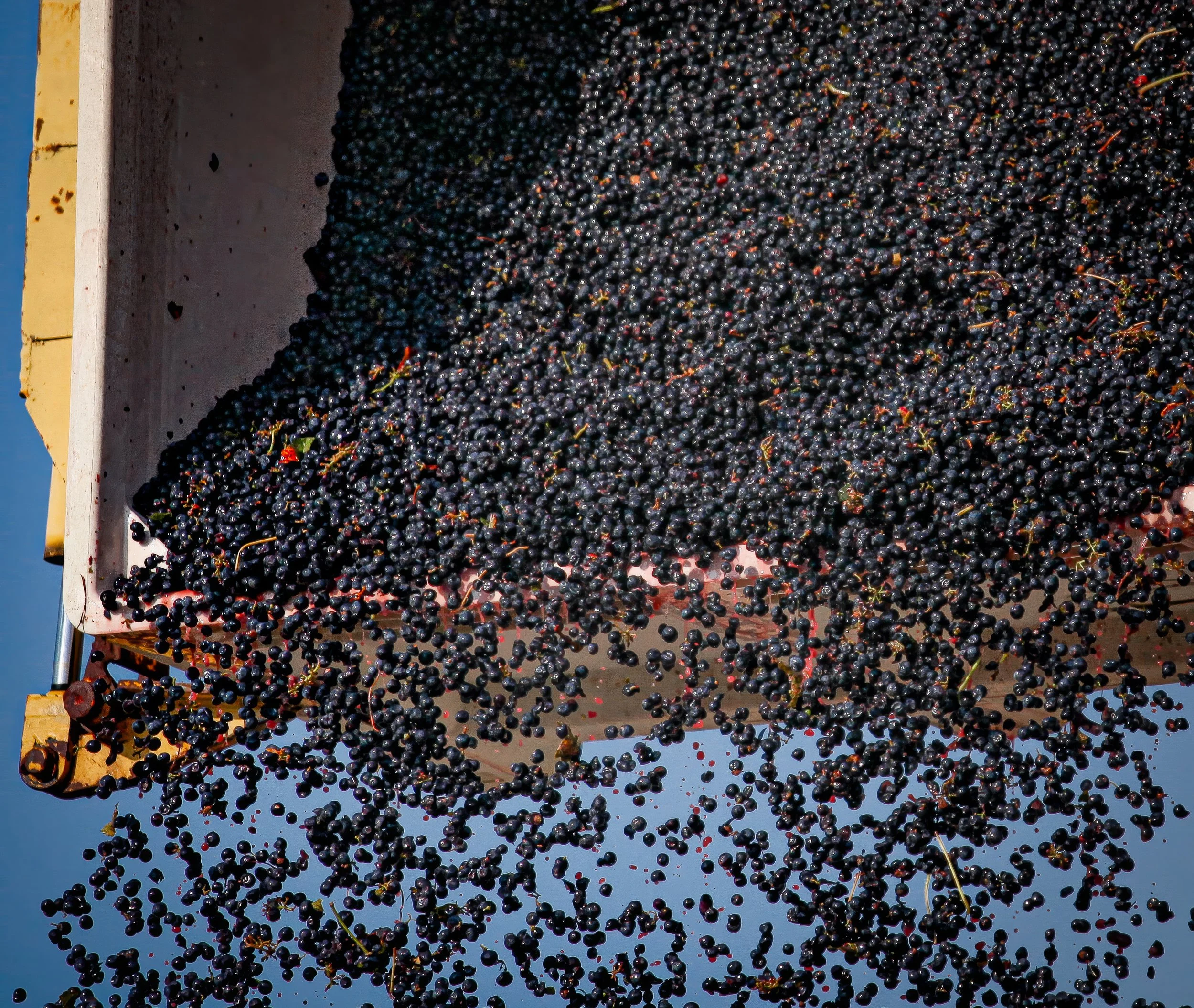 Paso Road Wine - BeautyIMG_6717 - MASTER.jpg