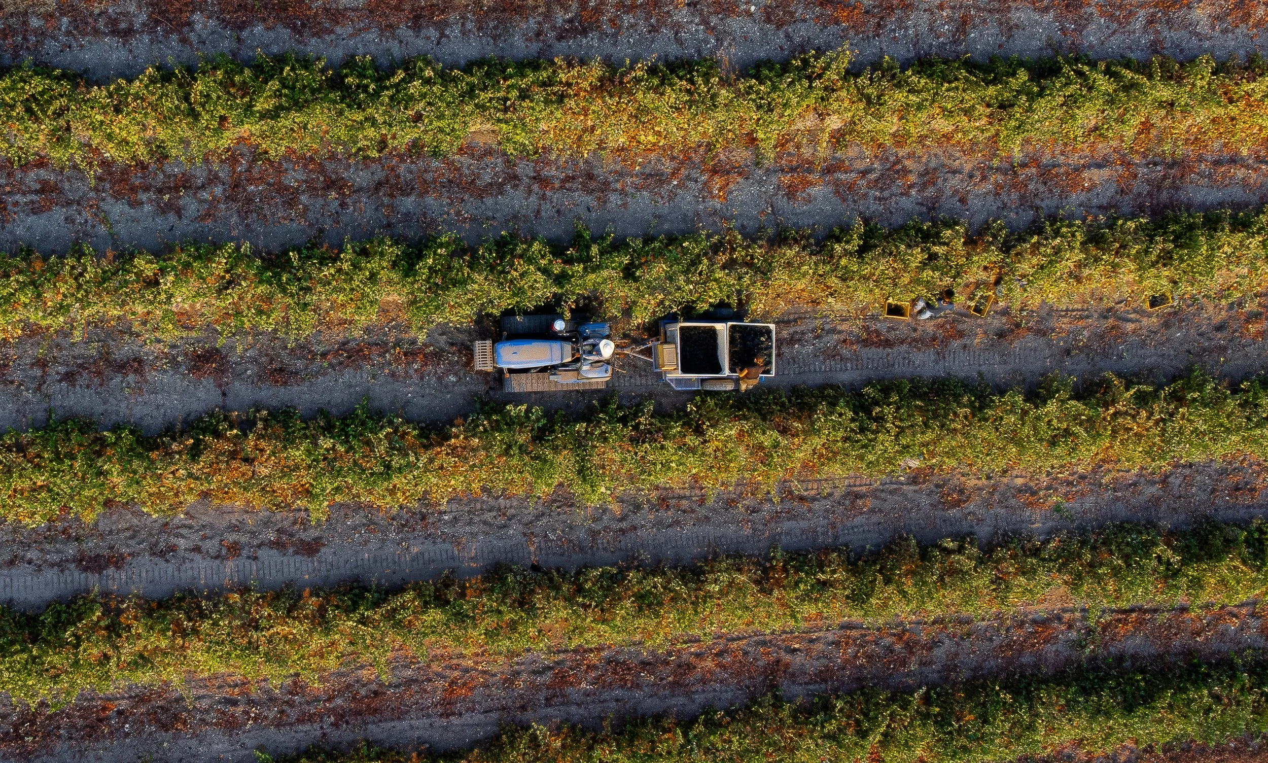 Paso Road Wine - BeautyDJI_0342 - MASTER.jpg