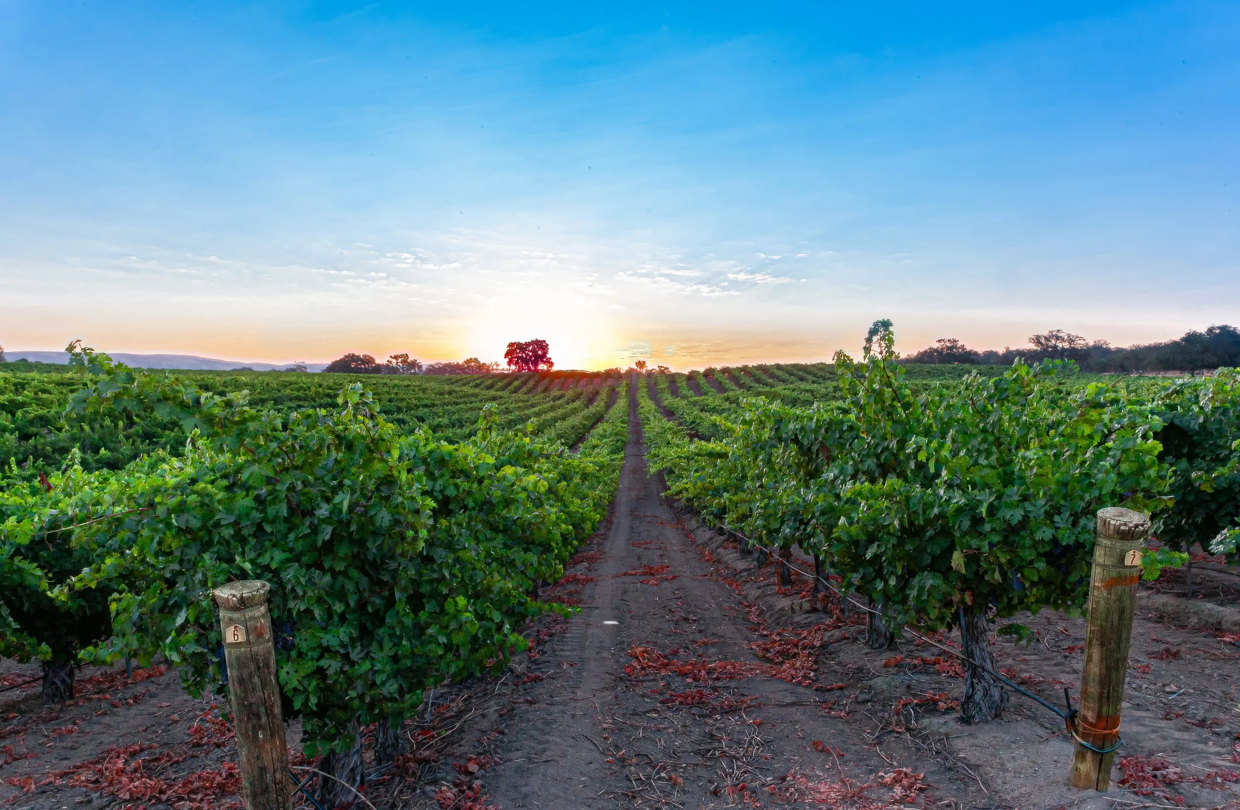 Paso Road Wine - BeautyIMG_0734 - MASTER.jpg