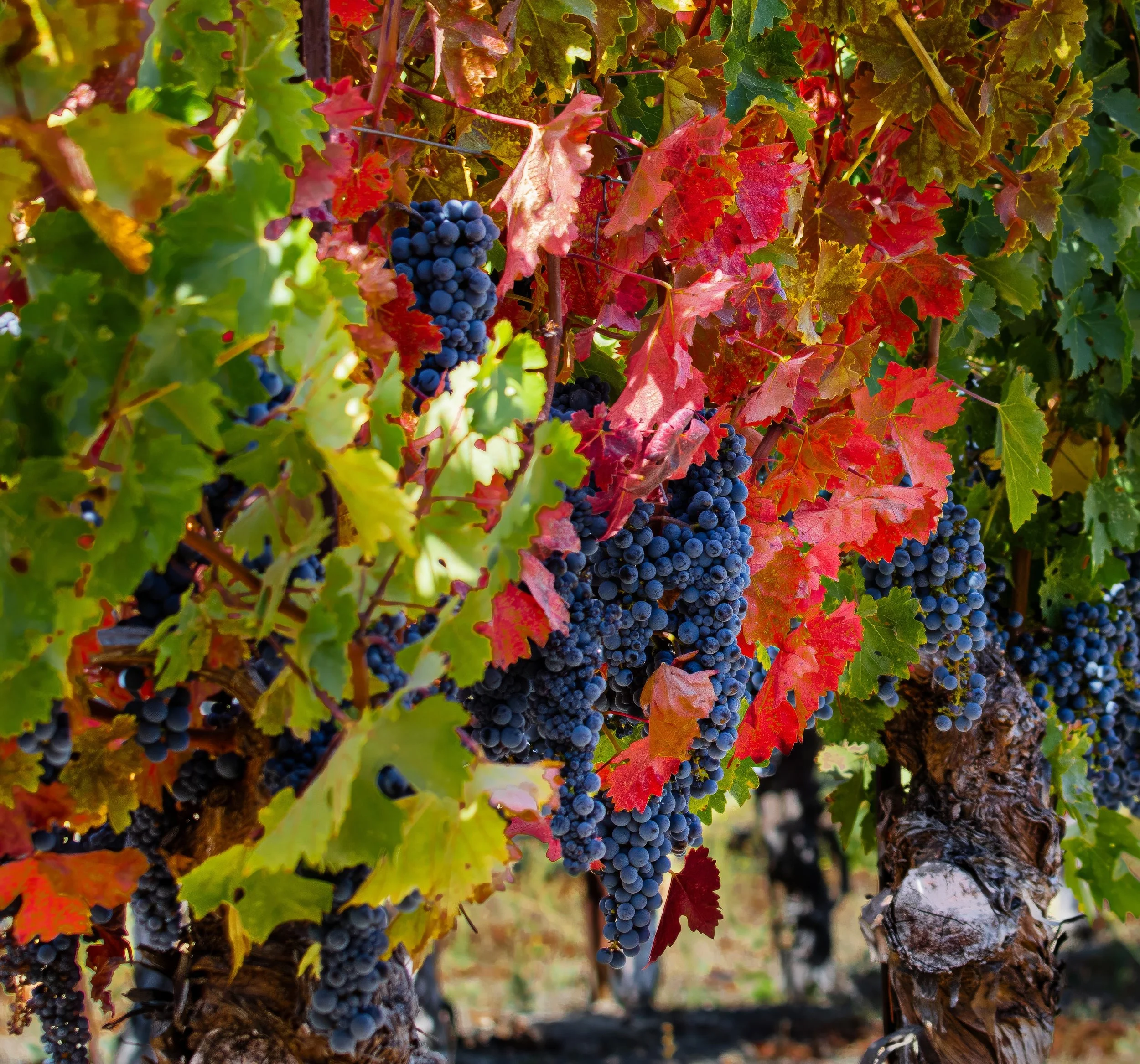Paso Road Wine - Beauty2W3A5078 - MASTER.jpg