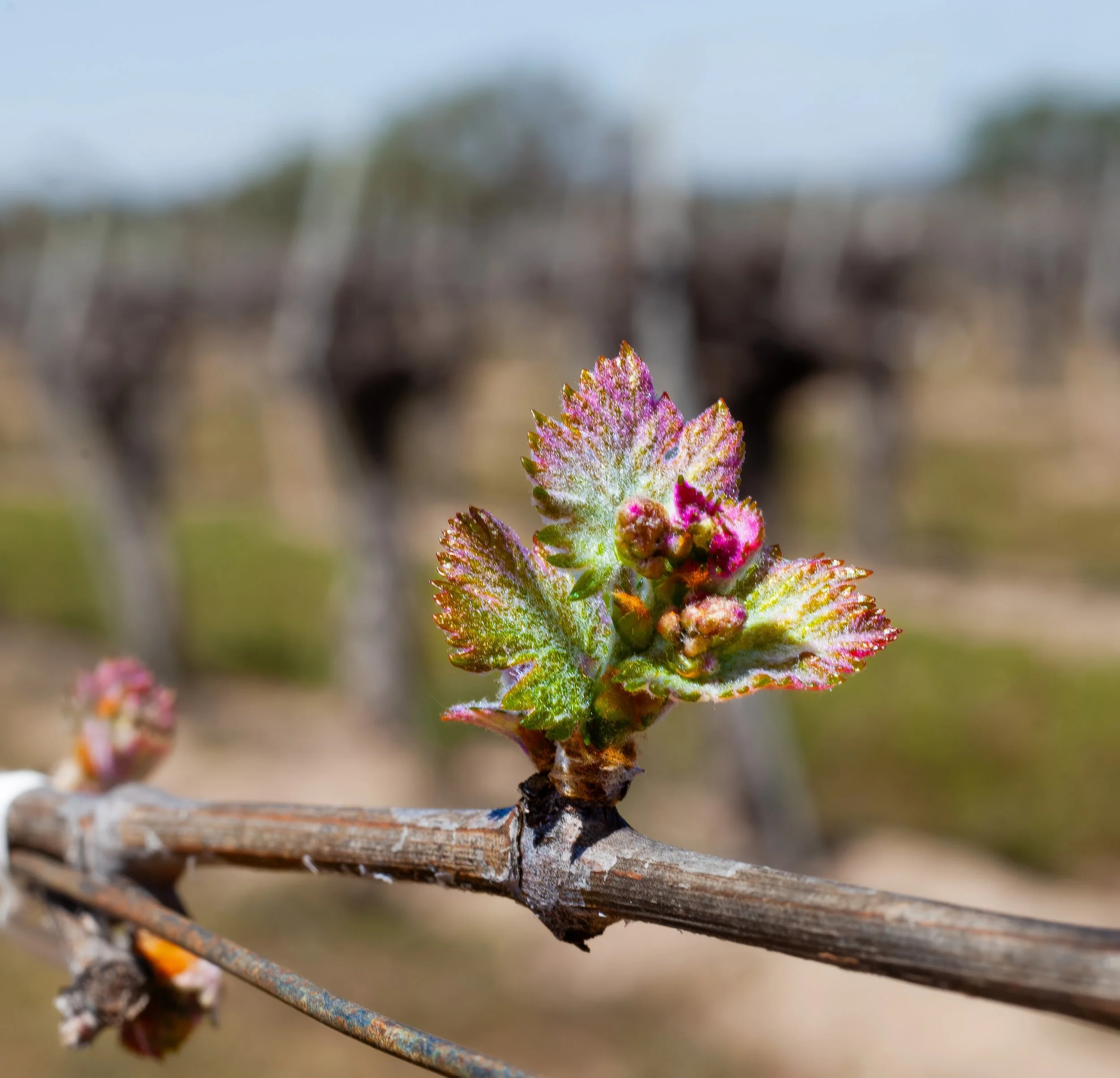 Paso Road Wine - BeautyIMG_3404 - MASTER.jpg
