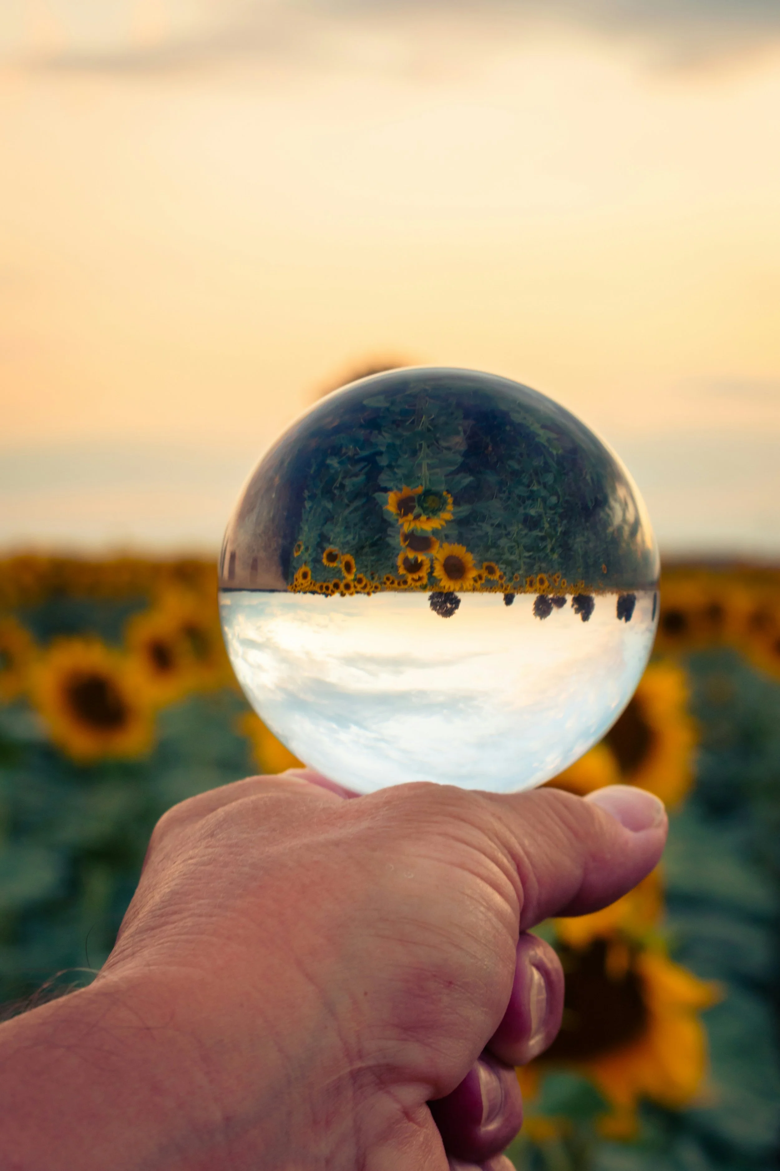 A person holding a clear glass sphere capturing the reflection of a sunflower field at sunset.