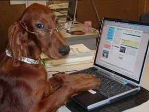 A dog wearing glasses working on a laptop at a desk - image used on contact us page