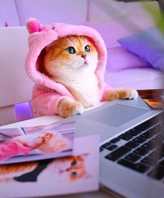 A cat wearing a pink hooded outfit with bear ears, sitting in front of a laptop at a desk,  image used on contact us page