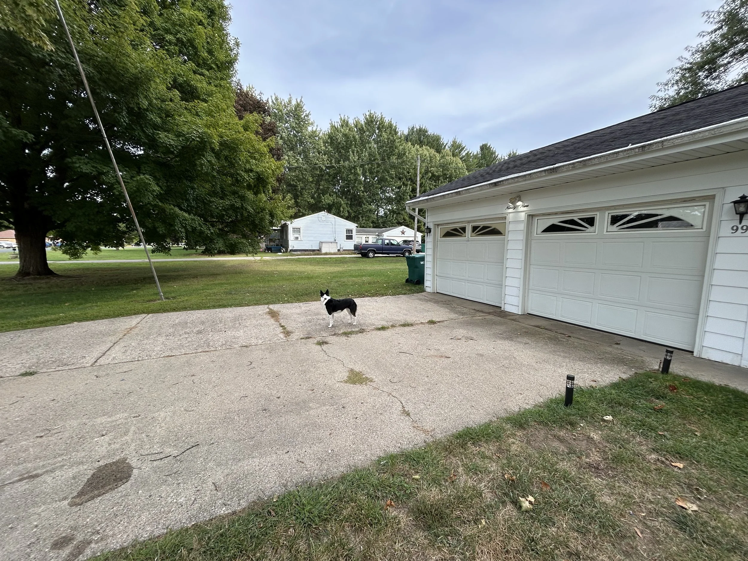 A black and white dog standing on a concrete driveway in front of a white garage with two doors, next to a patch of grass and a large tree in a suburban backyard.
