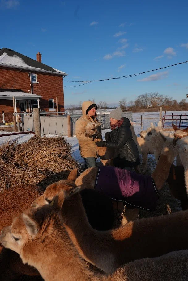 Jan with Alpacas on a farm, with many around her