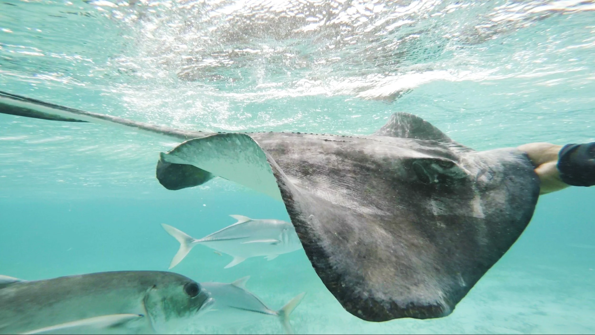 Stingray.jpg