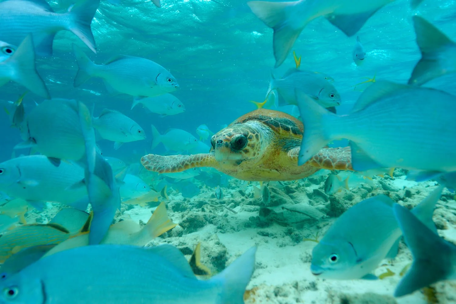 Belize Sea Turtle.jpg