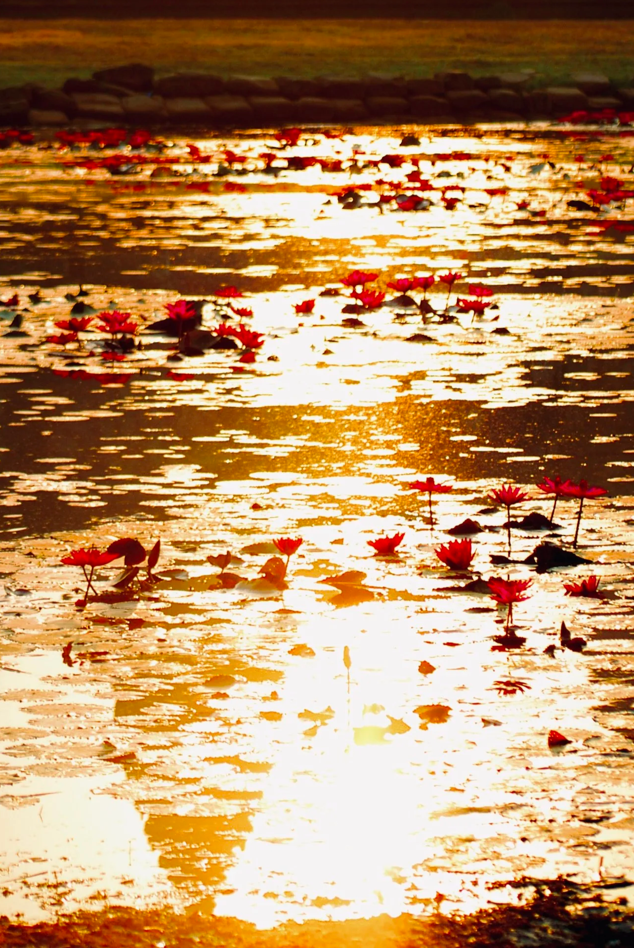 Sunset reflecting on a pond with blooming pink water lilies and lily pads.