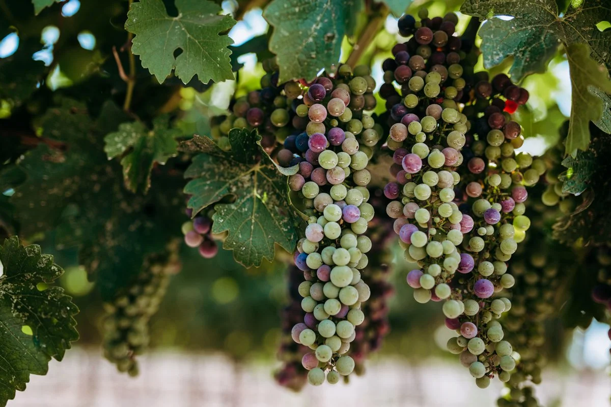 Close-up of grapevine bunches with green and purple grapes hanging from the vine surrounded by large green leaves.