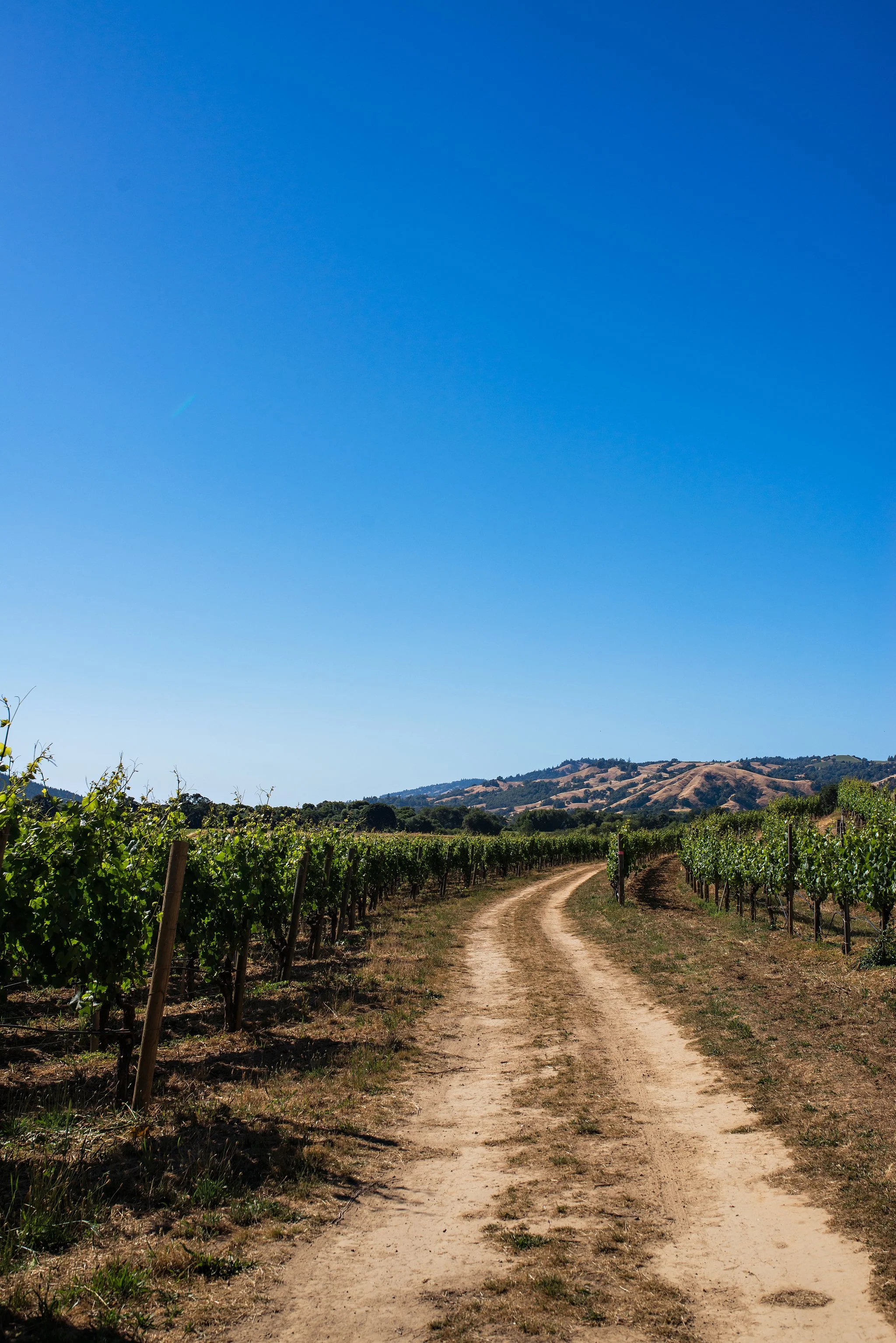 A dirt road curves through a vineyard with rows of grapevines on either side and hills in the background under a clear blue sky.