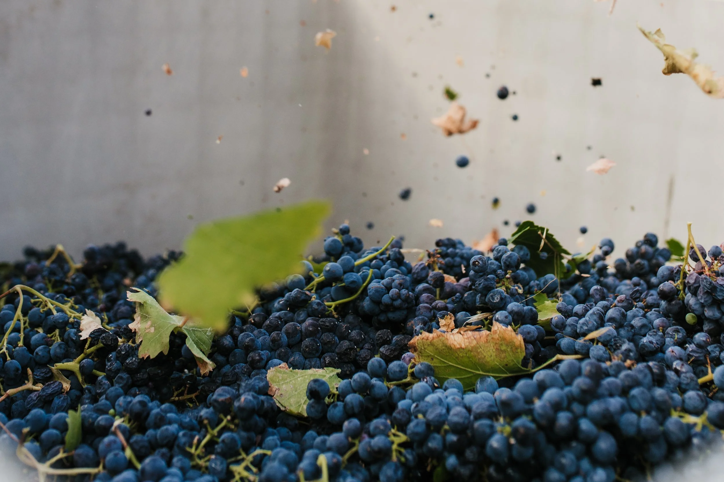 A tray filled with freshly harvested dark purple grapes with a few green leaves scattered among them.