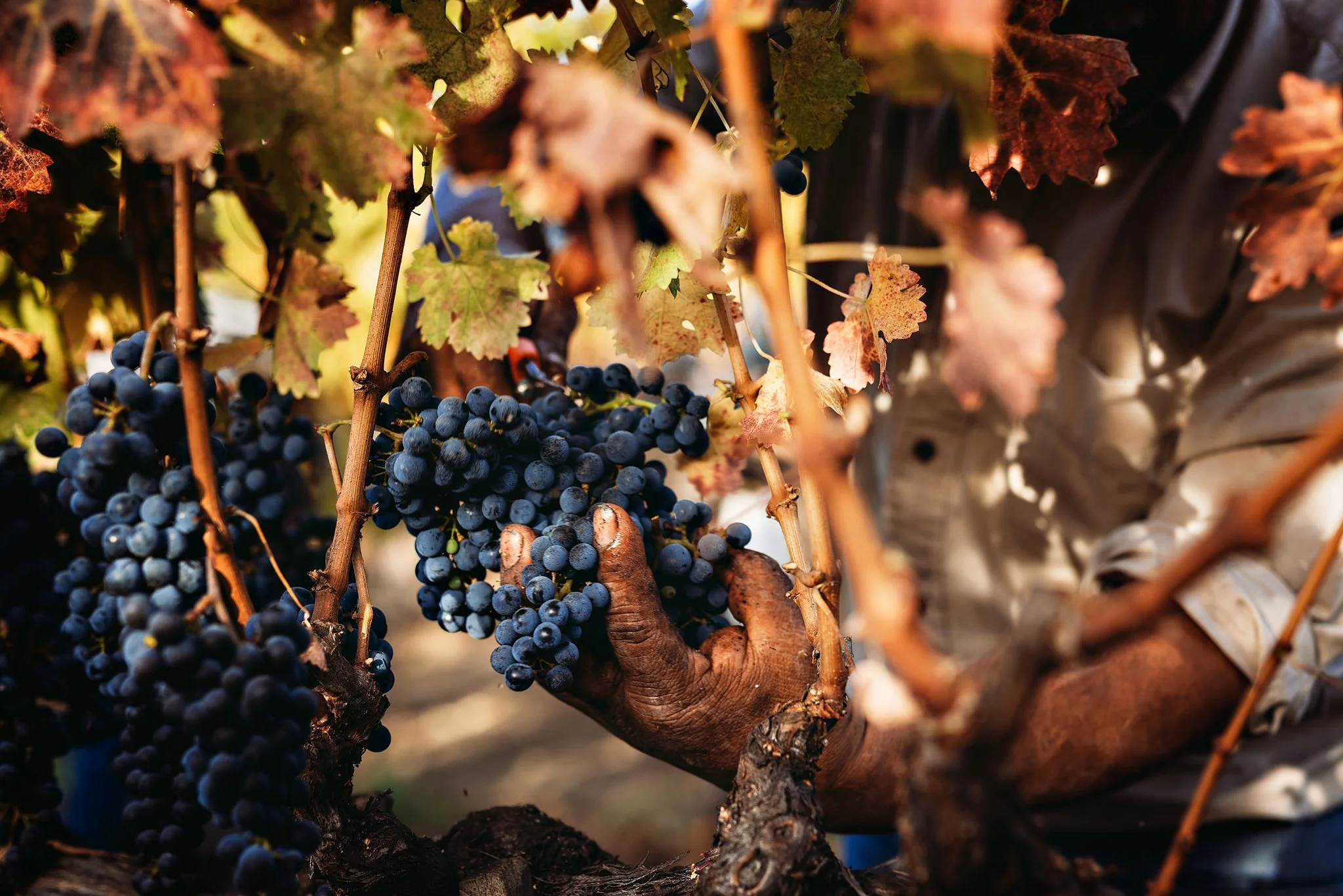 Close-up of a person's hand harvesting dark purple grapes on a vine during harvest.