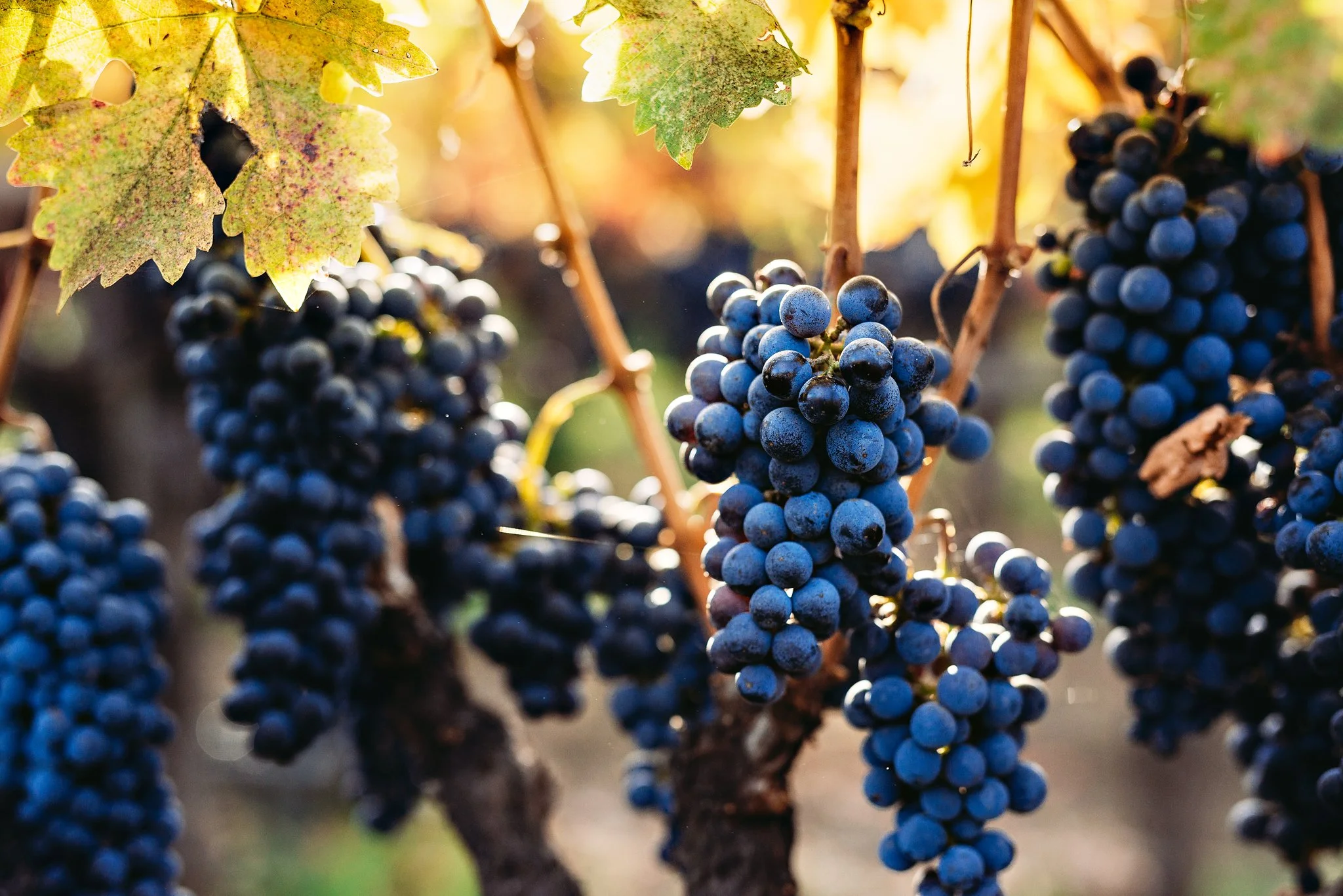 Clusters of ripe dark purple grapes hanging from a vine with green and yellow leaves, illuminated by sunlight.