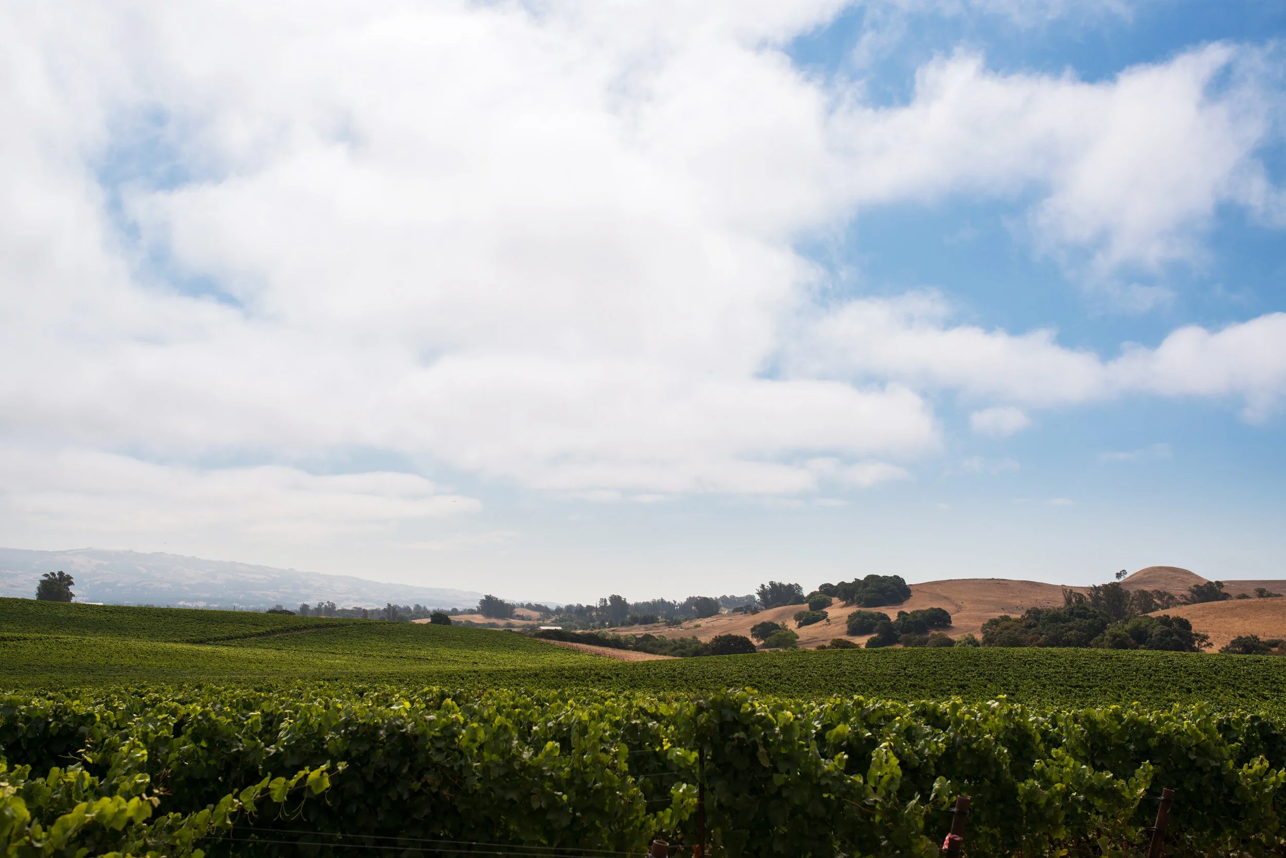 Vineyard landscape with green grapevines in foreground, rolling hills with trees and dry grass in background, and partly cloudy sky.