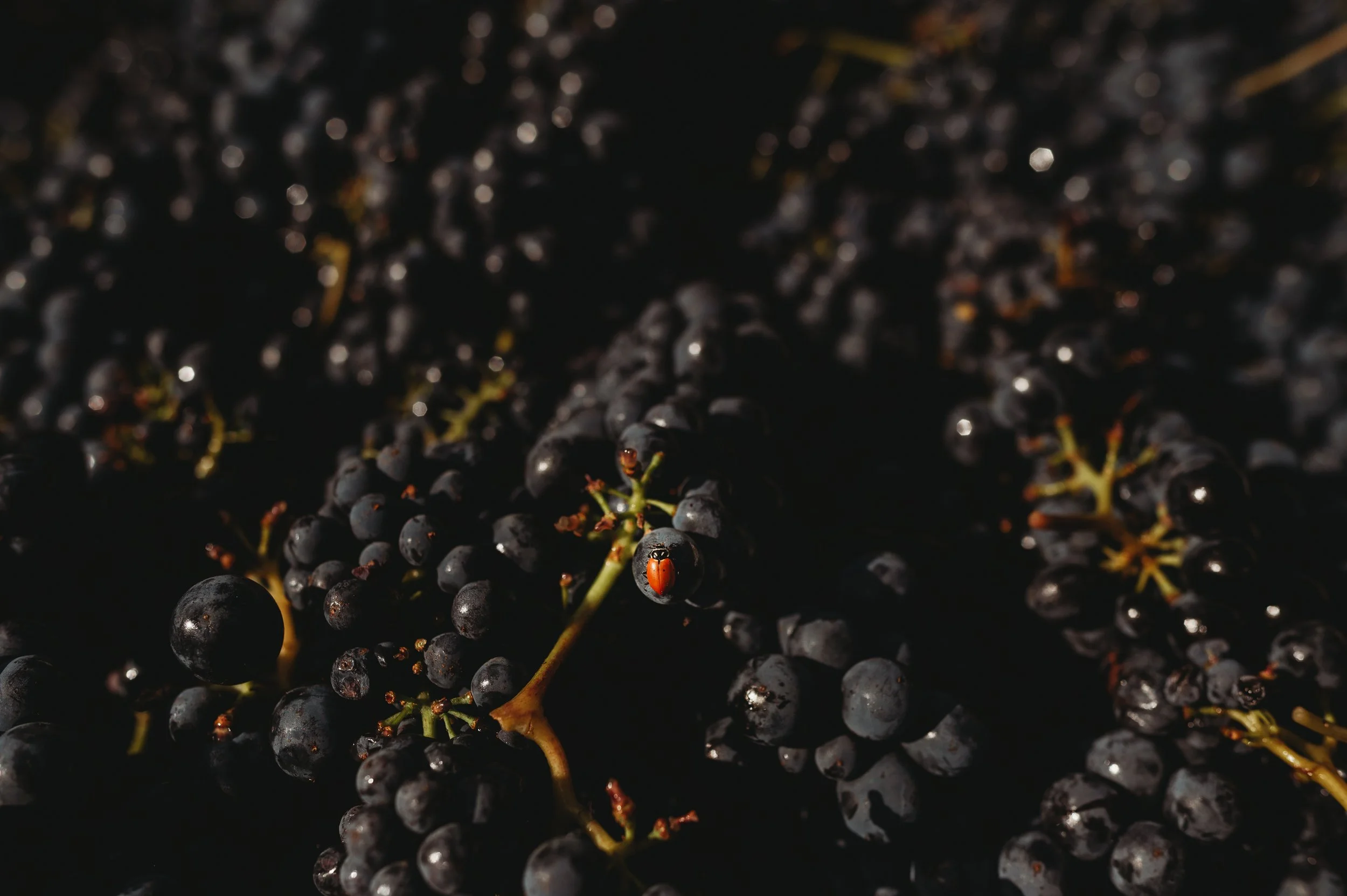 Close-up of black grapes with a ladybug on one of the grapes.