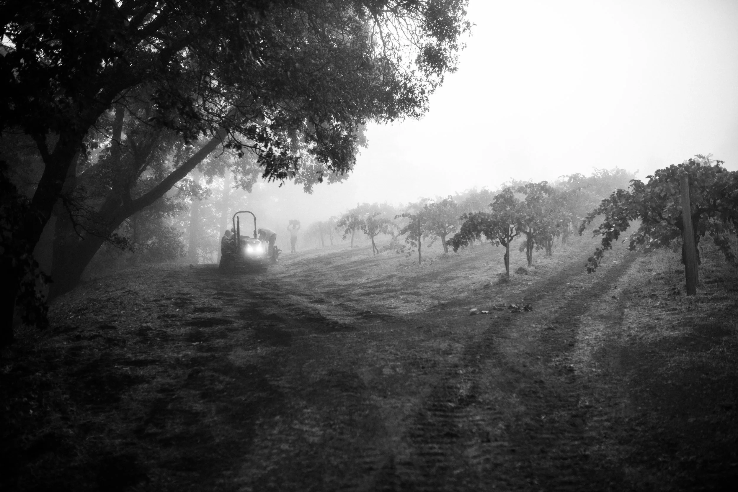 Black and white photo of a vineyard on a foggy day with a tractor and two workers, and several rows of grapevines.