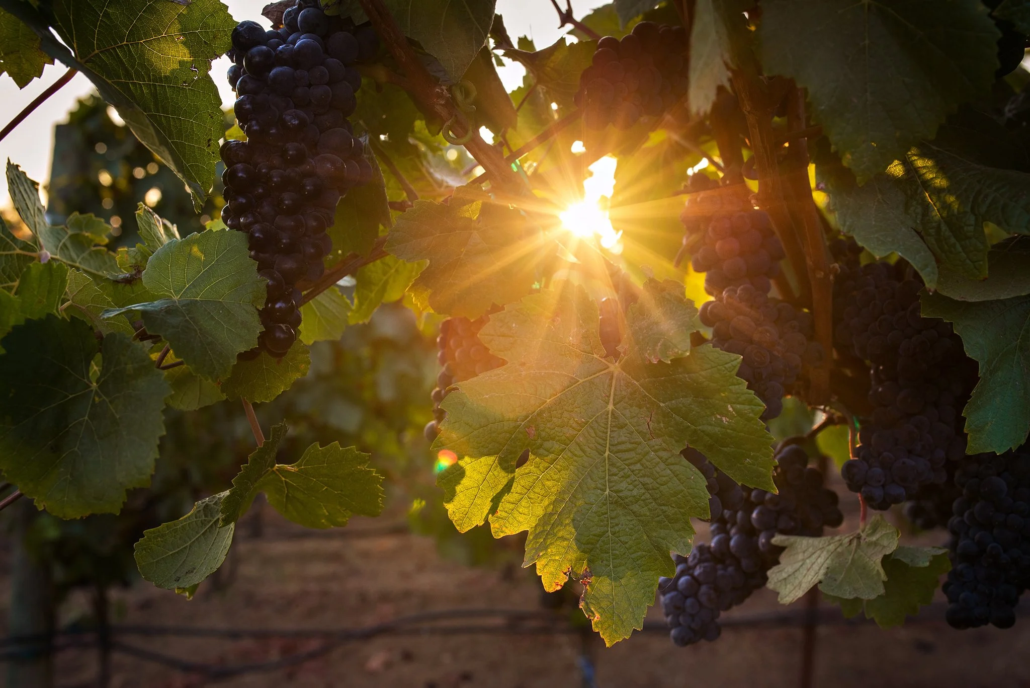 Grapevines with dark grapes hanging and green leaves, sunlight shining through the leaves.