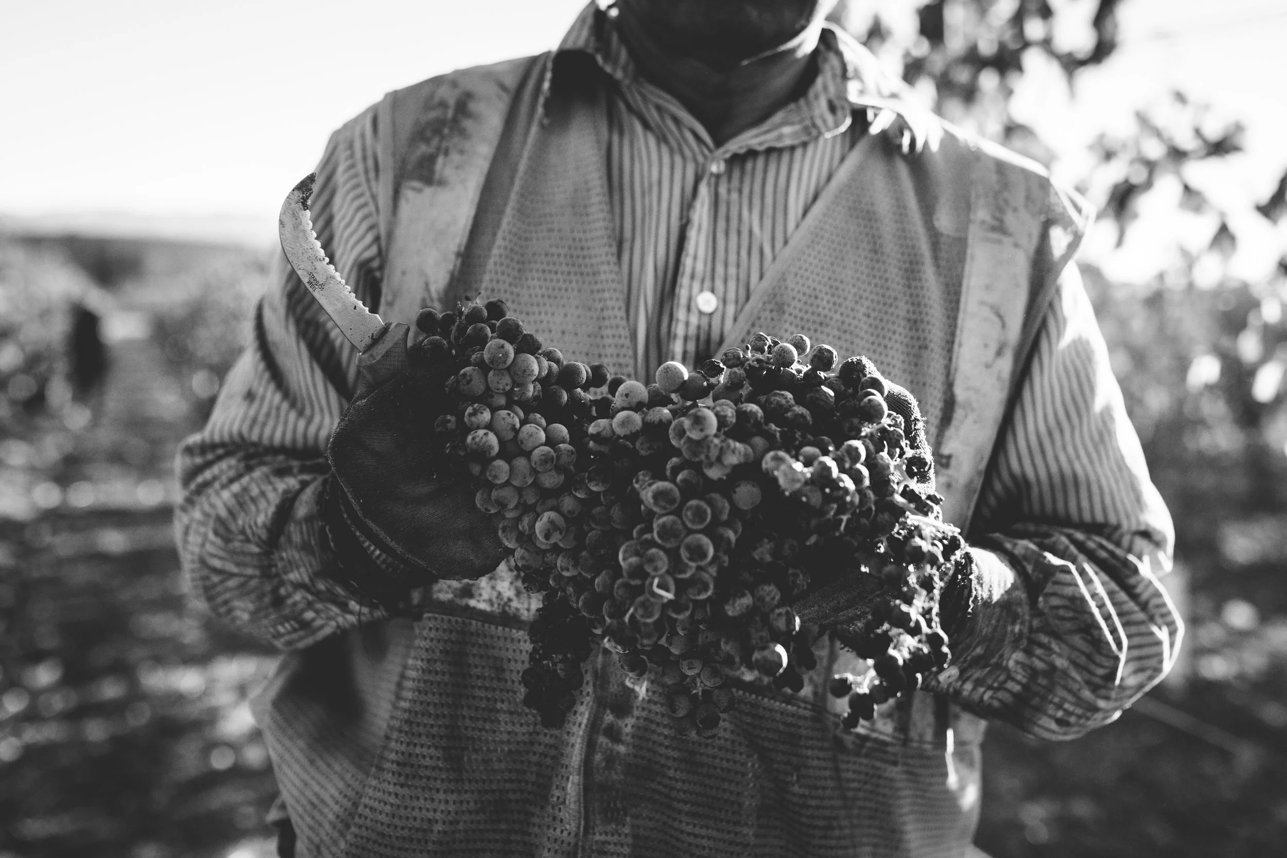 A person wearing a striped shirt, vest, and gloves holding a bunch of harvested grapes in a vineyard during daylight.