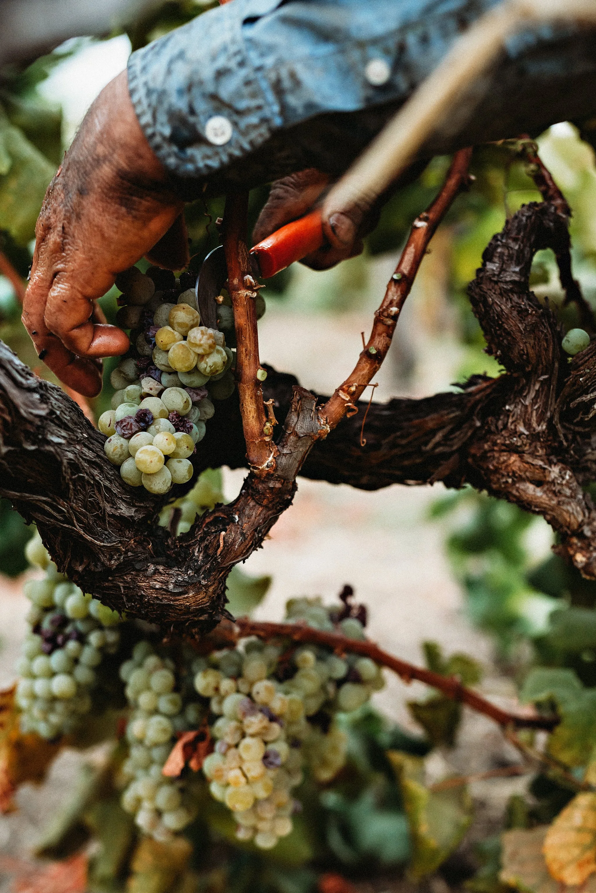Close-up of a hand pruning a grapevine with a pair of pruning shears in a vineyard.