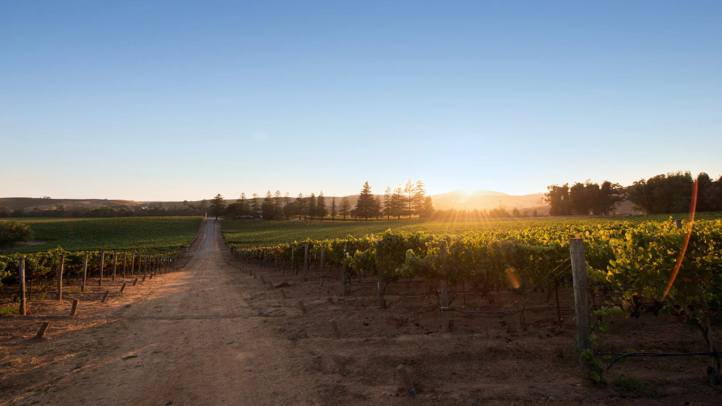 A dirt road runs through a vineyard at sunset, with grapevines on either side and a line of trees in the background.