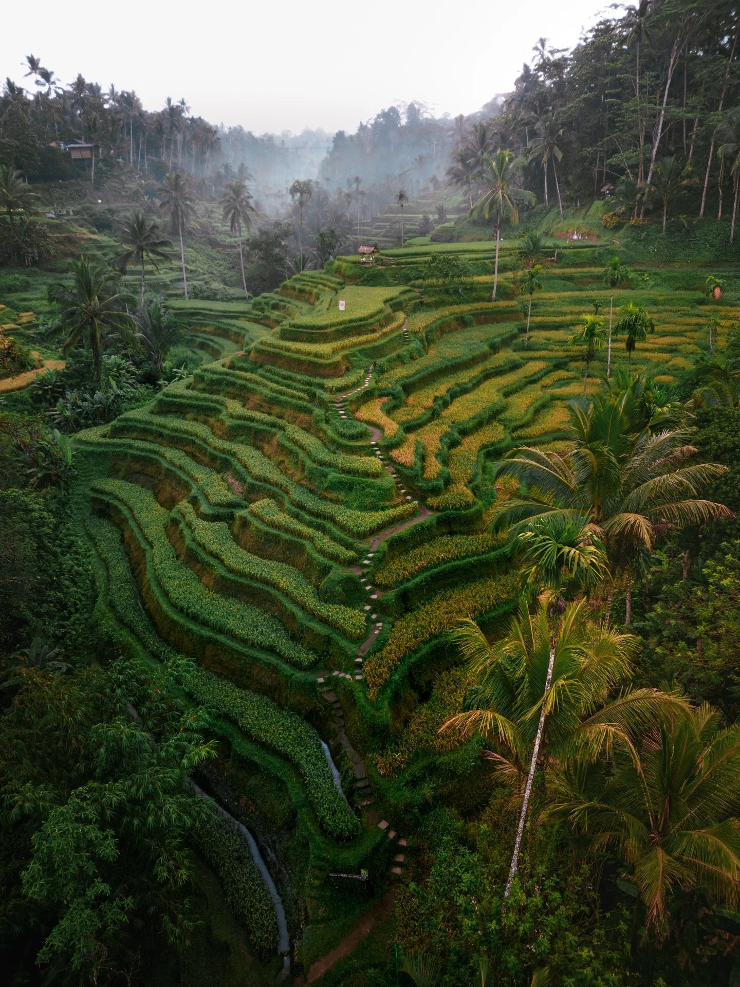 Shall we go somewhere to simply get lost and wander?
.
📍 Tegallalang Rice Terraces, Bali
.
#bali #baligasm #baliguide #wonderful_places #wonderfulindonesia #travelandleisure #cntraveller #condenasttraveller #thebalibible #forbestravelguide #visit #v