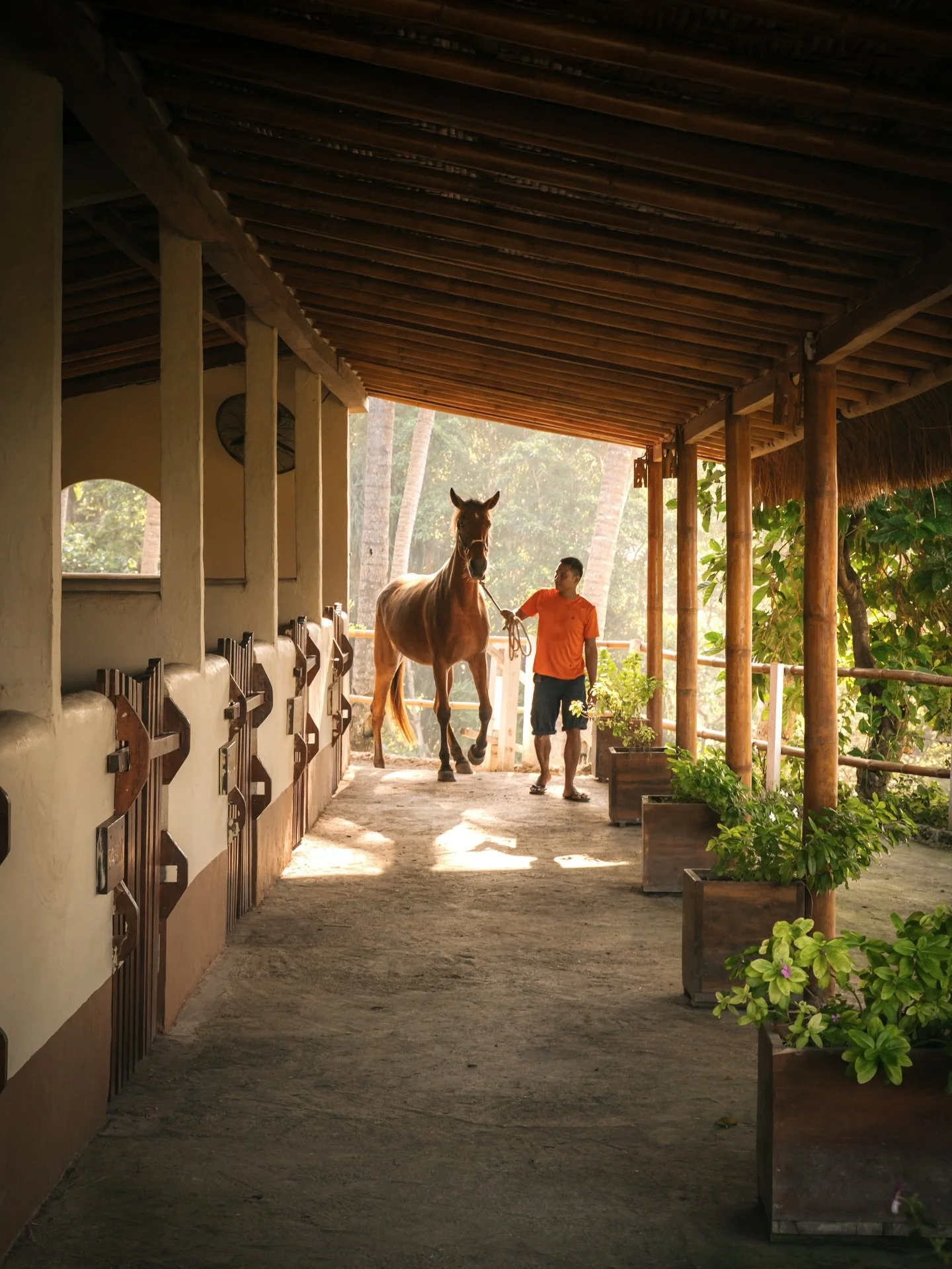Soft golden light filters through the palm trees as morning life begins at the stables of NIHI Spa in Nihioka.
.
Did you know my family used to own an equestrian centre in Ireland? It was a great experience in which I got to learn how to look after h